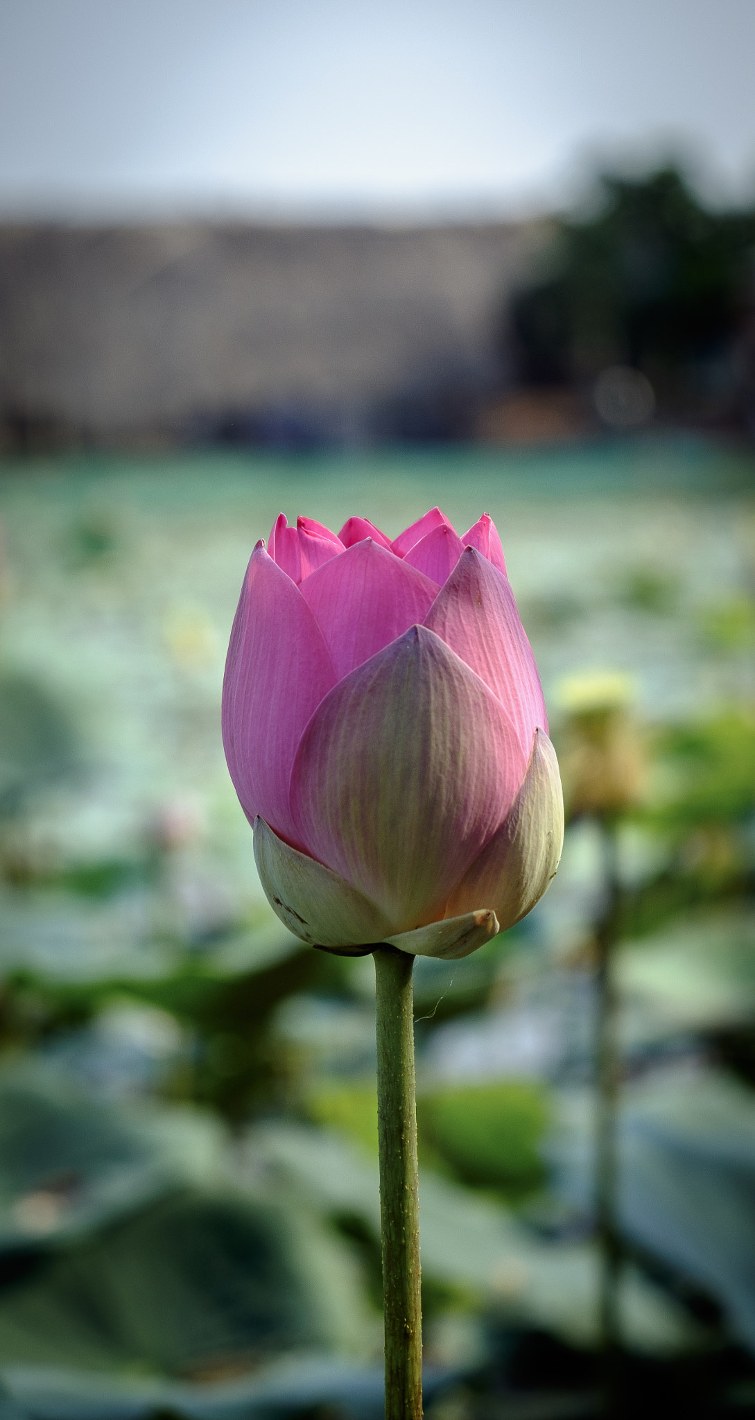 Fujifilm X-E2S sample photo. Lotus in the frame photography