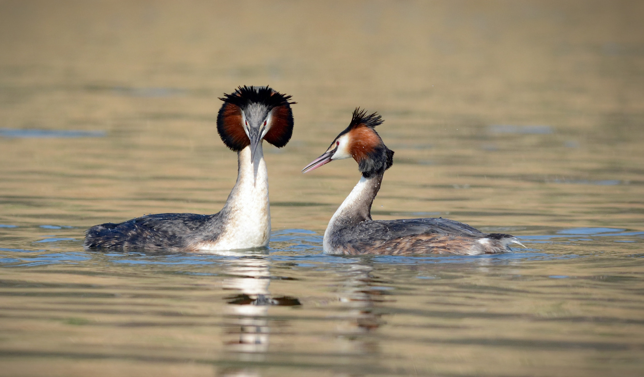 Nikon D7100 + Nikon AF-S Nikkor 300mm F4D ED-IF sample photo. Great crested grebe. photography