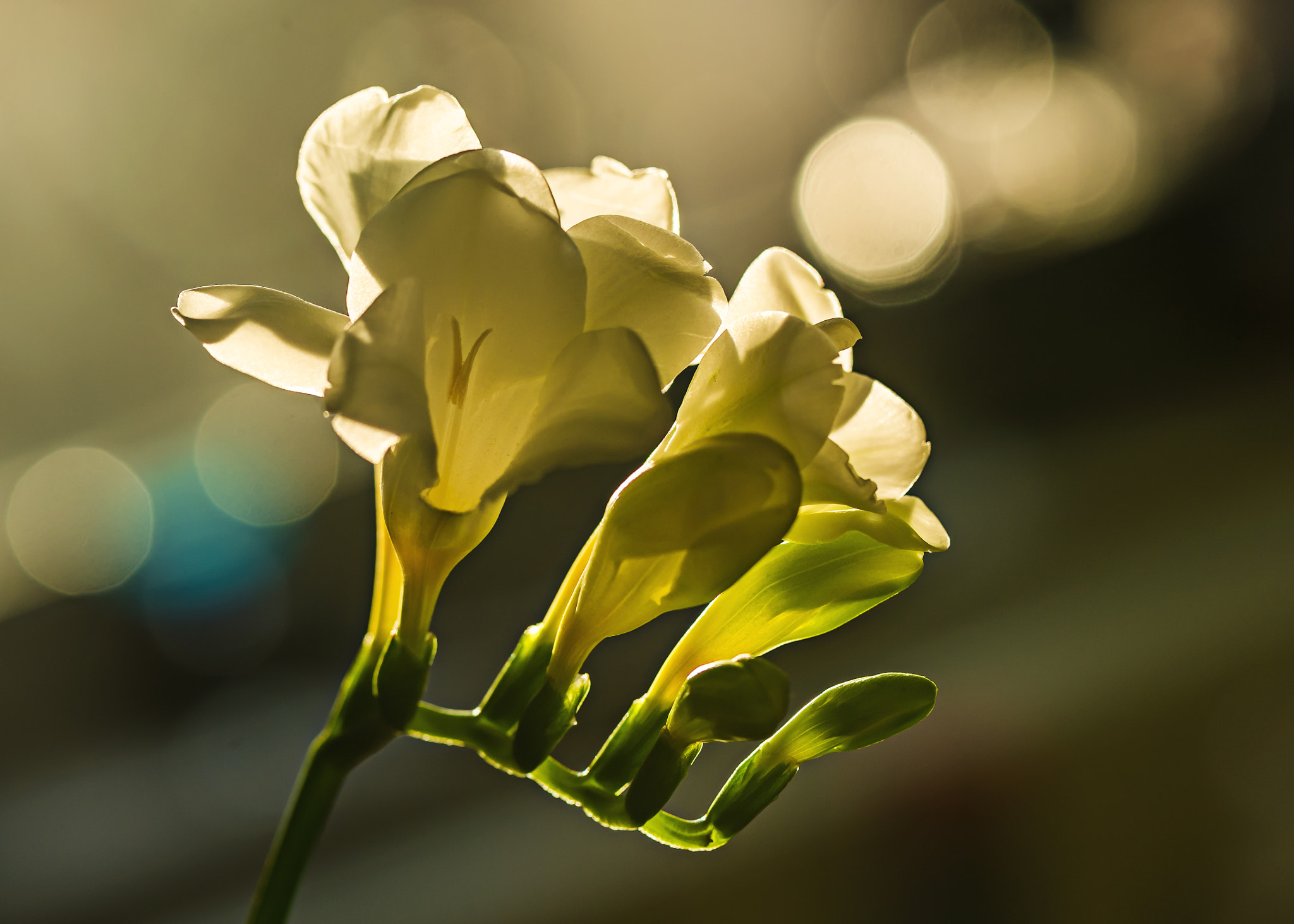 Nikon AF-S Micro-Nikkor 105mm F2.8G IF-ED VR sample photo. Freesia new photography
