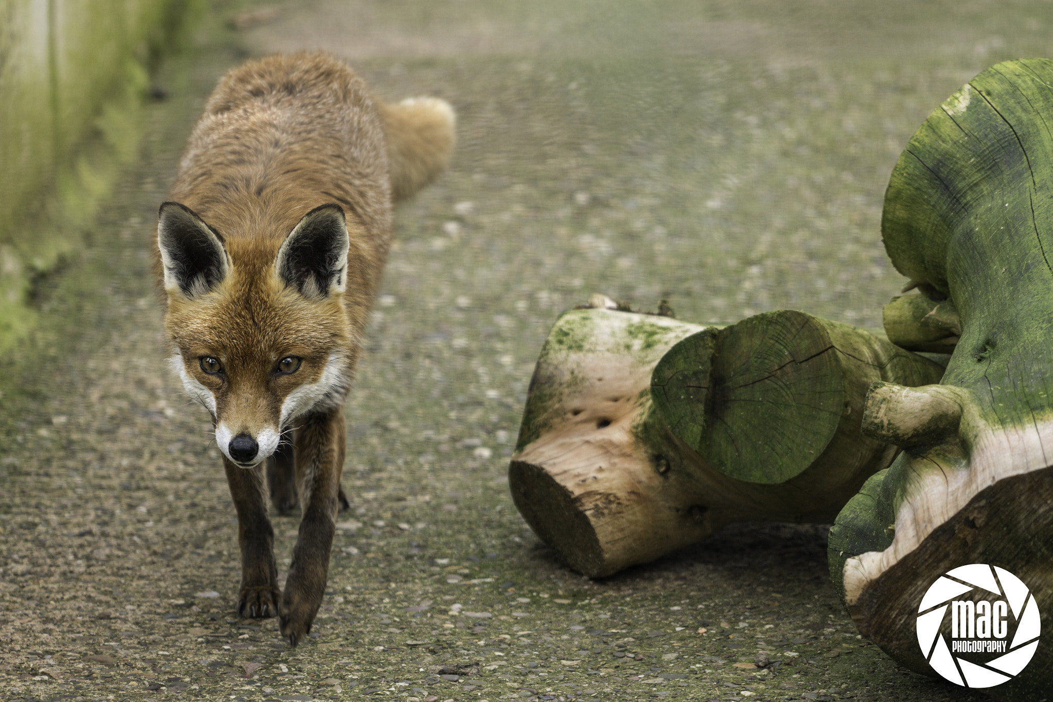 Sony a7R II + Sony FE 70-200mm F4 G OSS sample photo. Urban fox photography