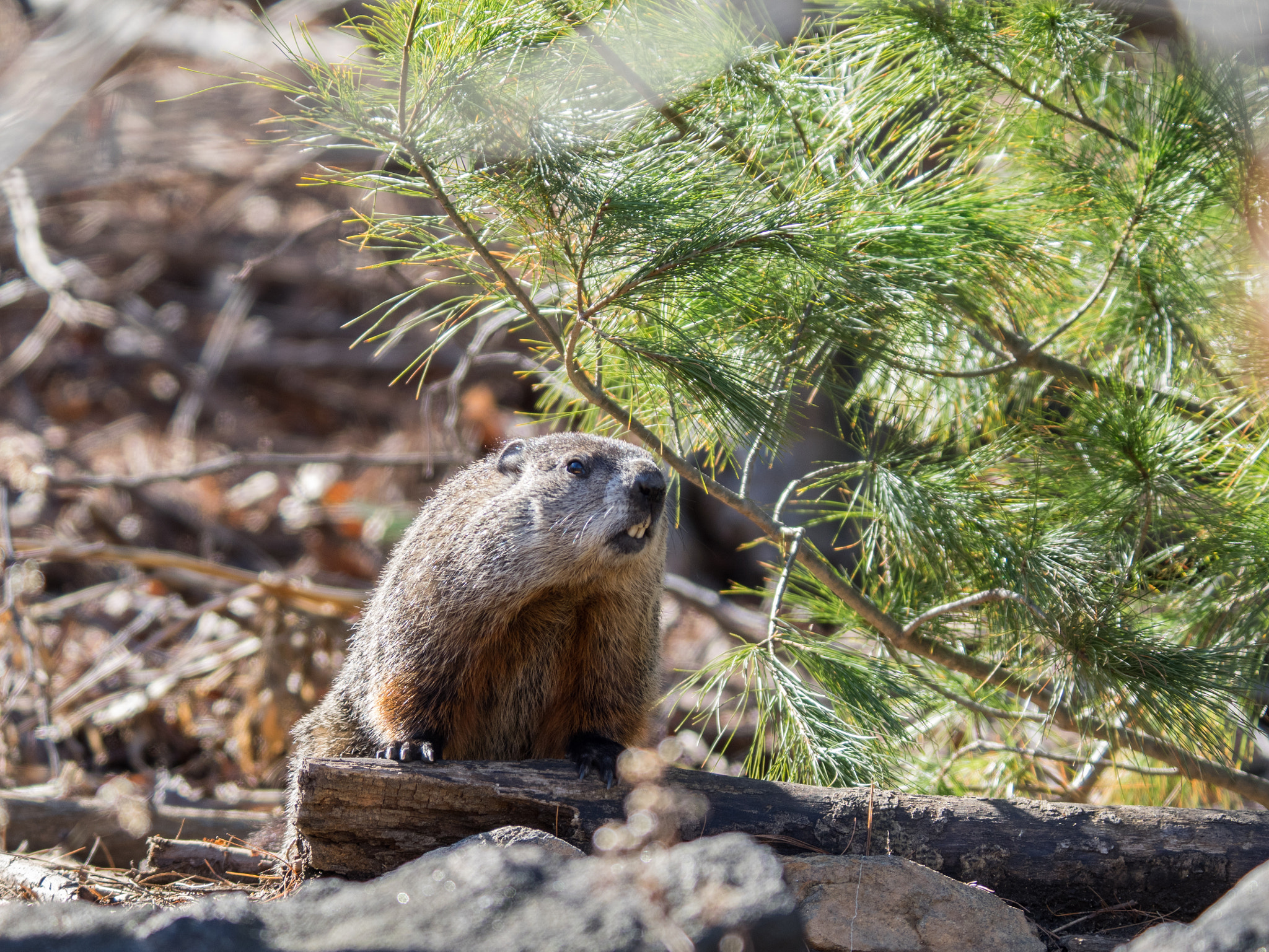 Olympus OM-D E-M1 + Olympus Zuiko Digital ED 150mm F2.0 sample photo. Marmot photography