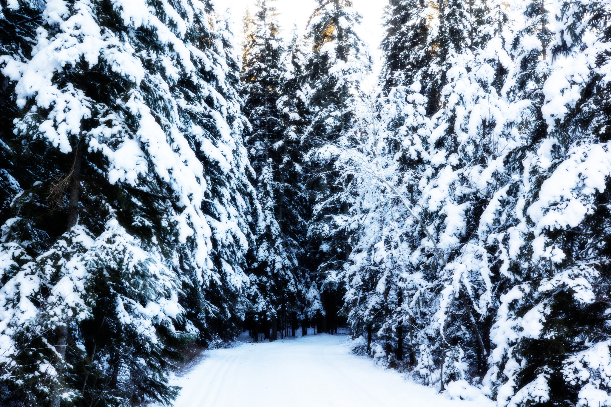 Sony SLT-A77 sample photo. Snowy path photography