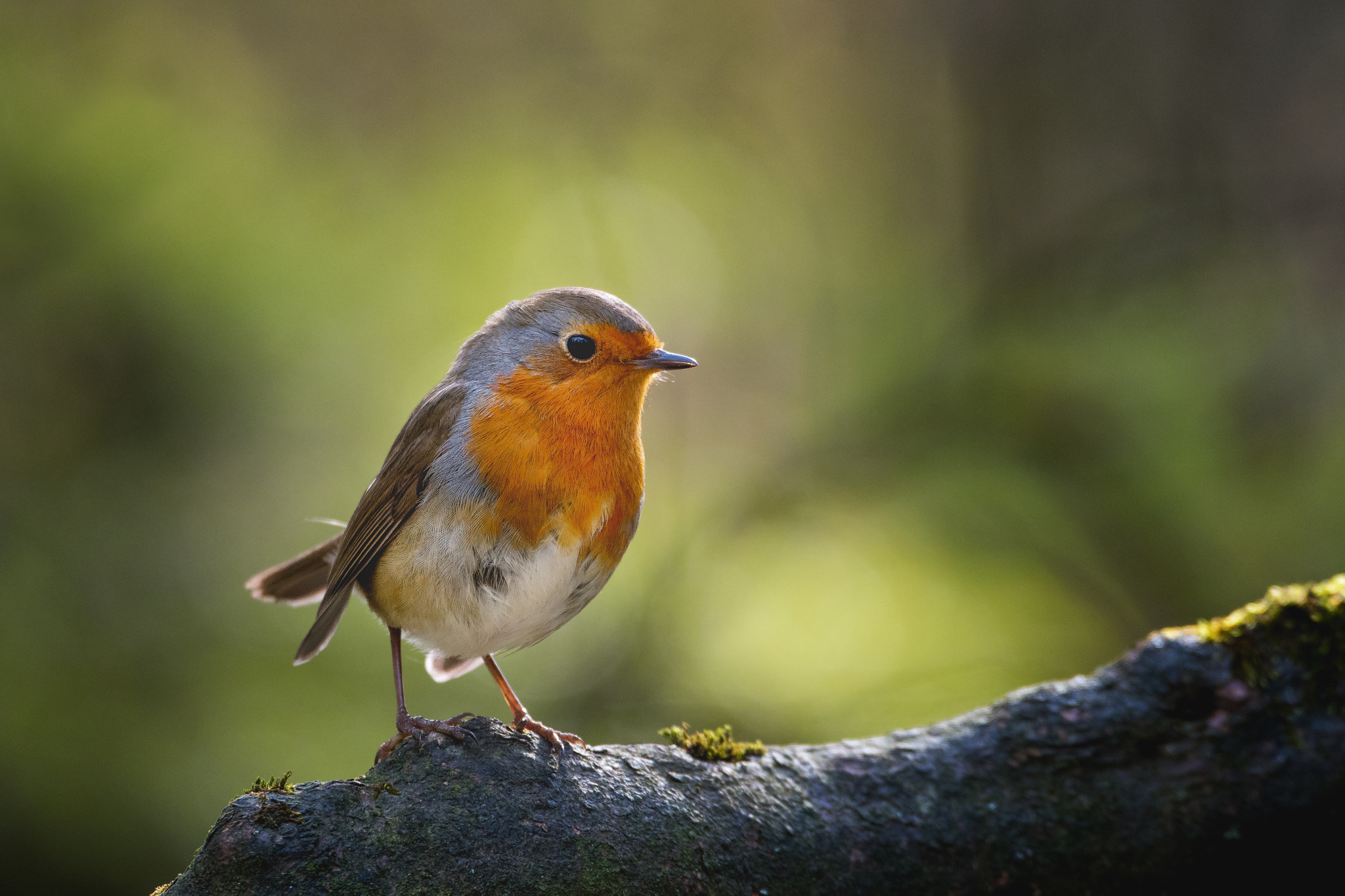 Nikon D500 sample photo. Robin... photography