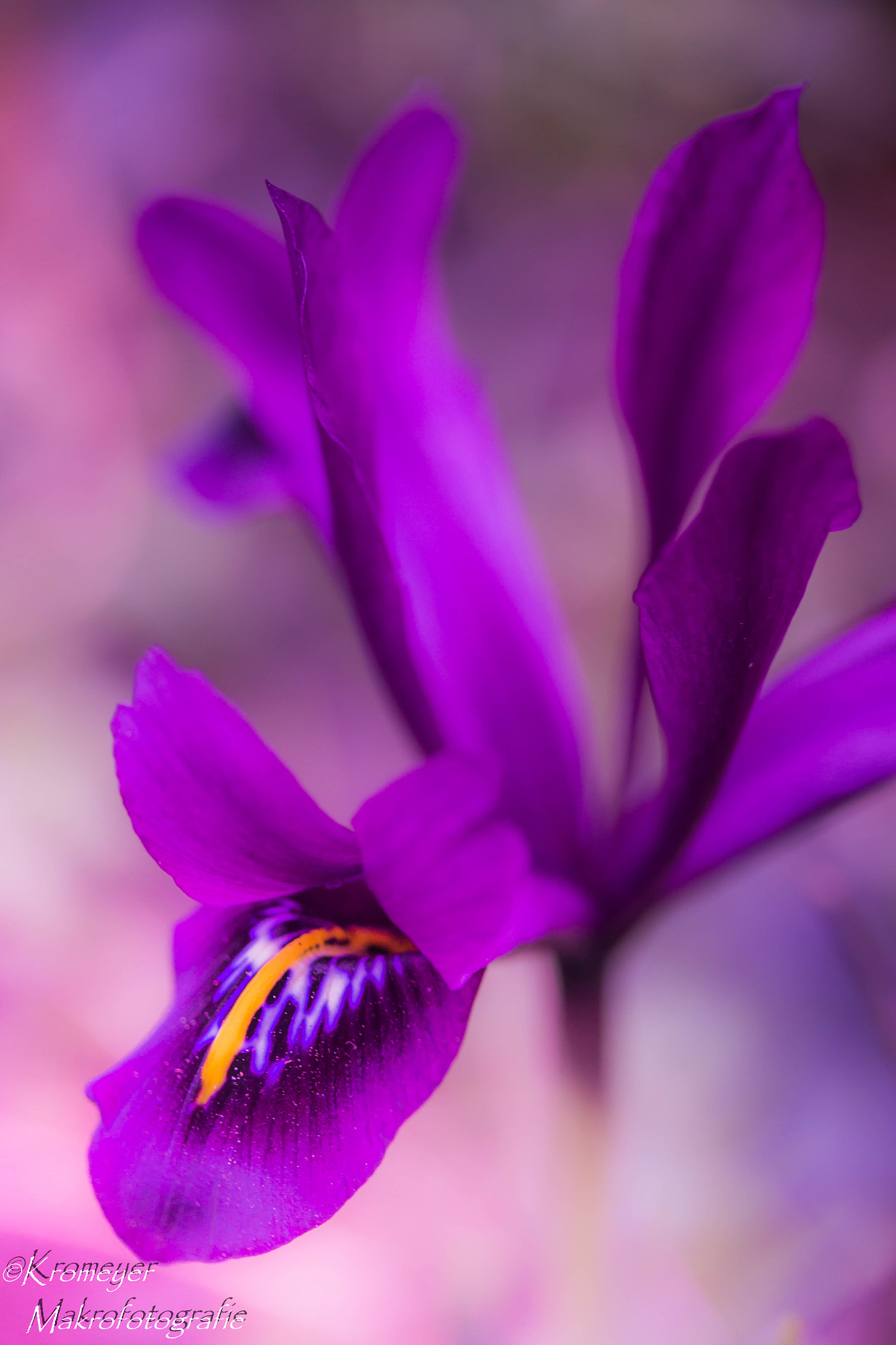 Canon EF-S 60mm F2.8 Macro USM sample photo. Lilie photography