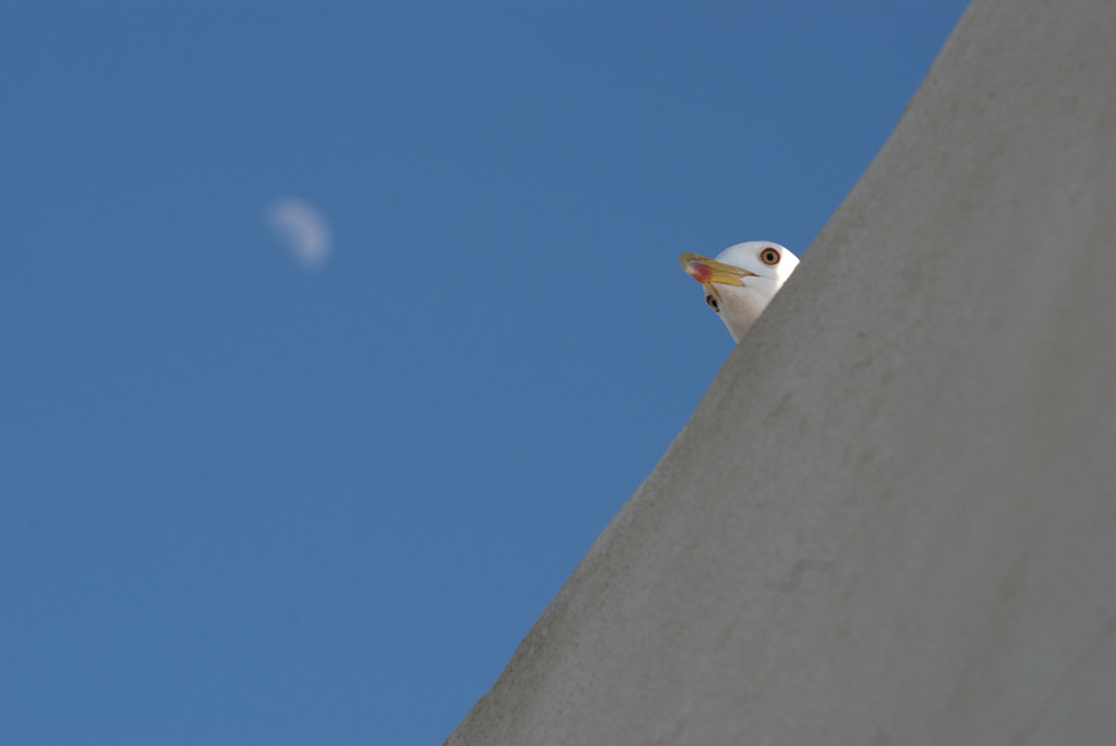 Sigma 150mm F2.8 EX DG Macro HSM sample photo. Who´s there? photography