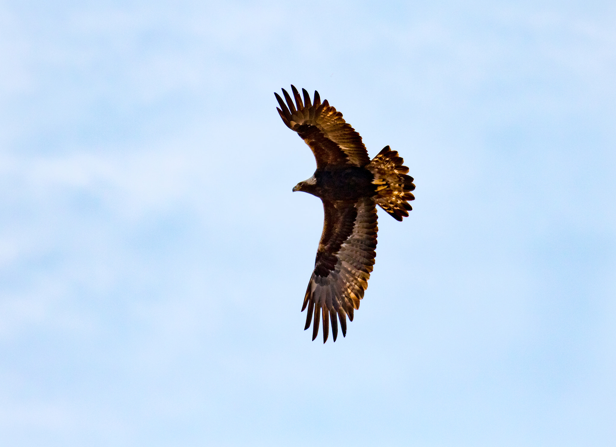 150-600mm F5-6.3 DG OS HSM | Sports 014 sample photo. Golden eagle photography