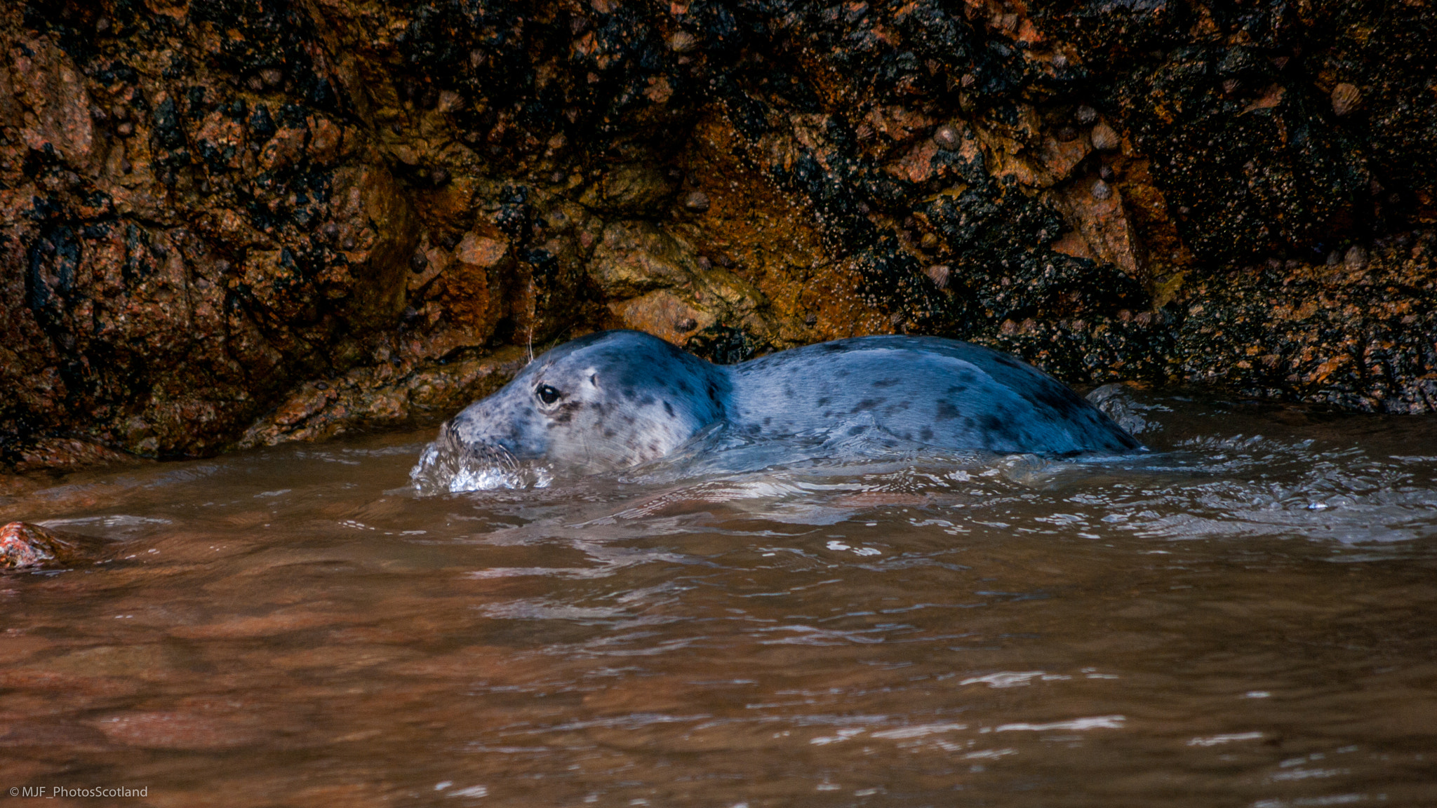 Samsung GX-20 sample photo. Grey seal pup. photography