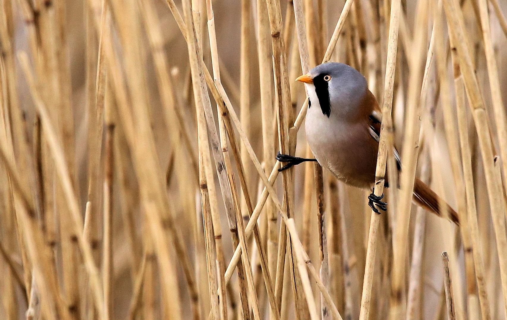 Canon EOS 6D sample photo. Bearded tit doing vertical parallel bars photography