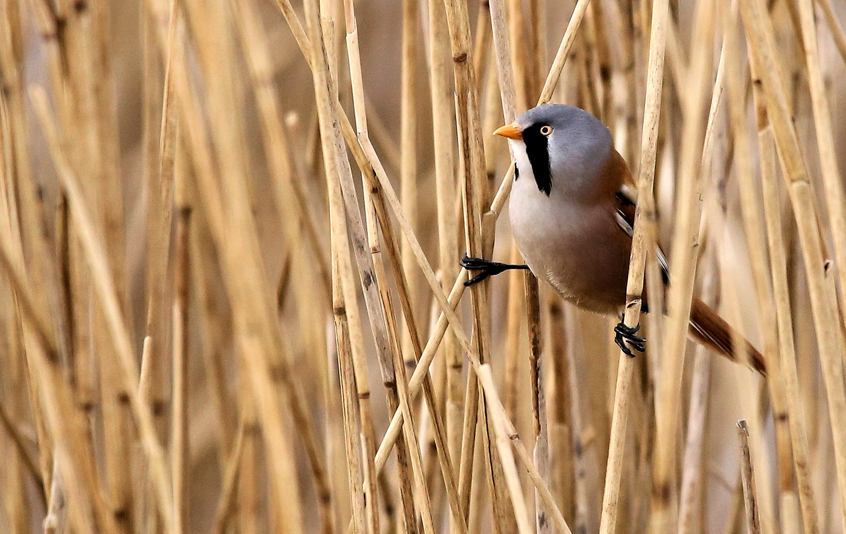 150-600mm F5-6.3 DG OS HSM | Contemporary 015 sample photo. Bearded tit doing vertical parallel bars photography