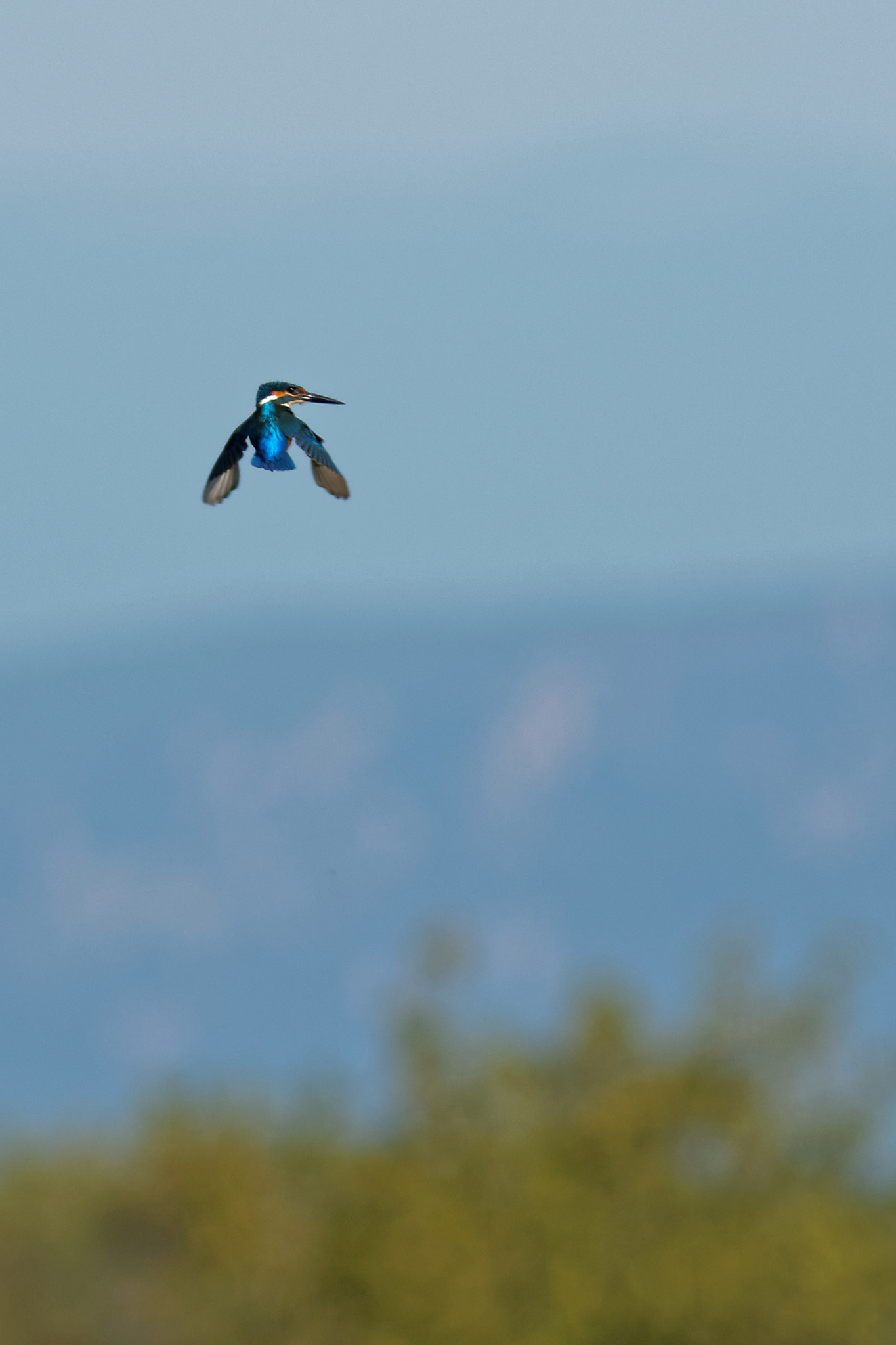 Canon EF 300mm F4L IS USM sample photo