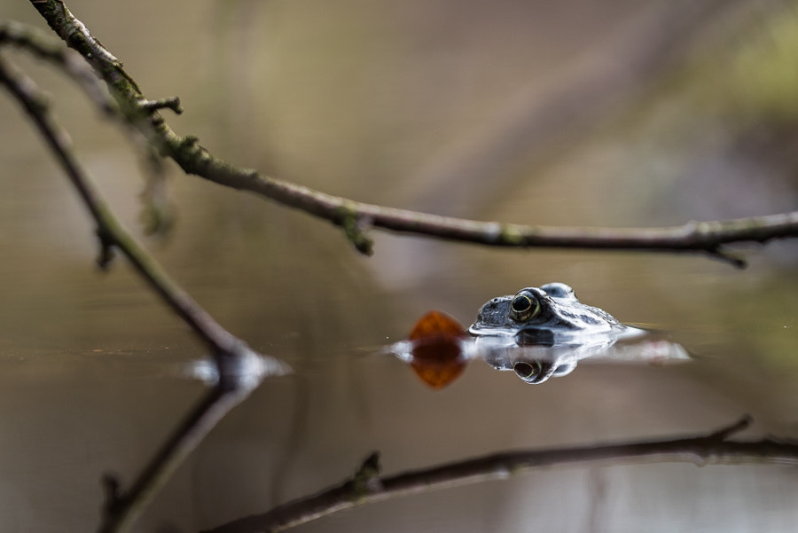 Sigma 150mm F2.8 EX DG Macro HSM sample photo. Frosch photography