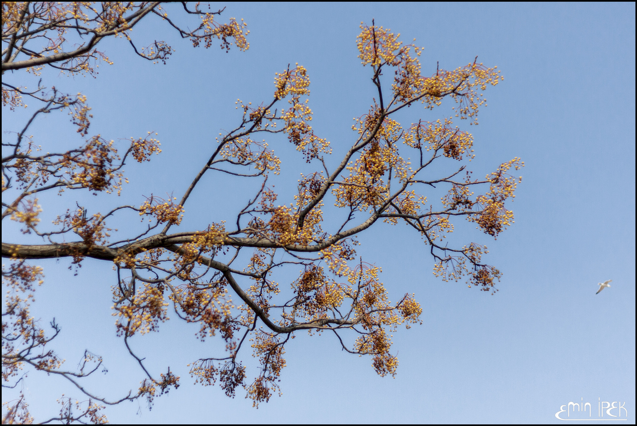 Canon EOS 40D + Canon EF 50mm F1.8 STM sample photo. Rosary tree photography