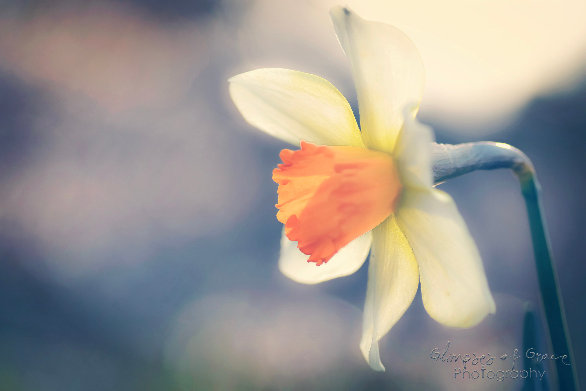 Nikon D7200 sample photo. Daffodil captured in evening sun. photography