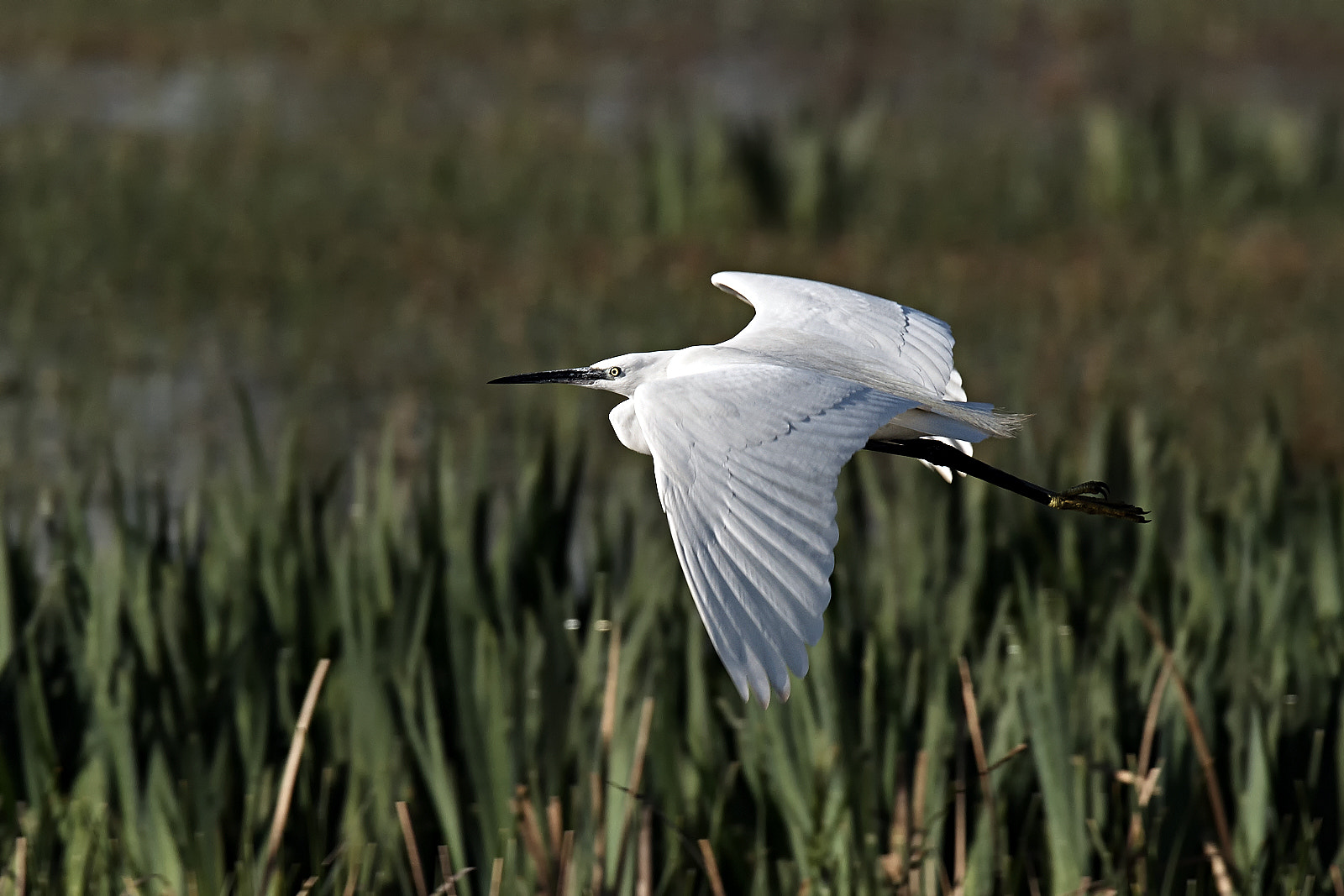 Nikon D810 sample photo