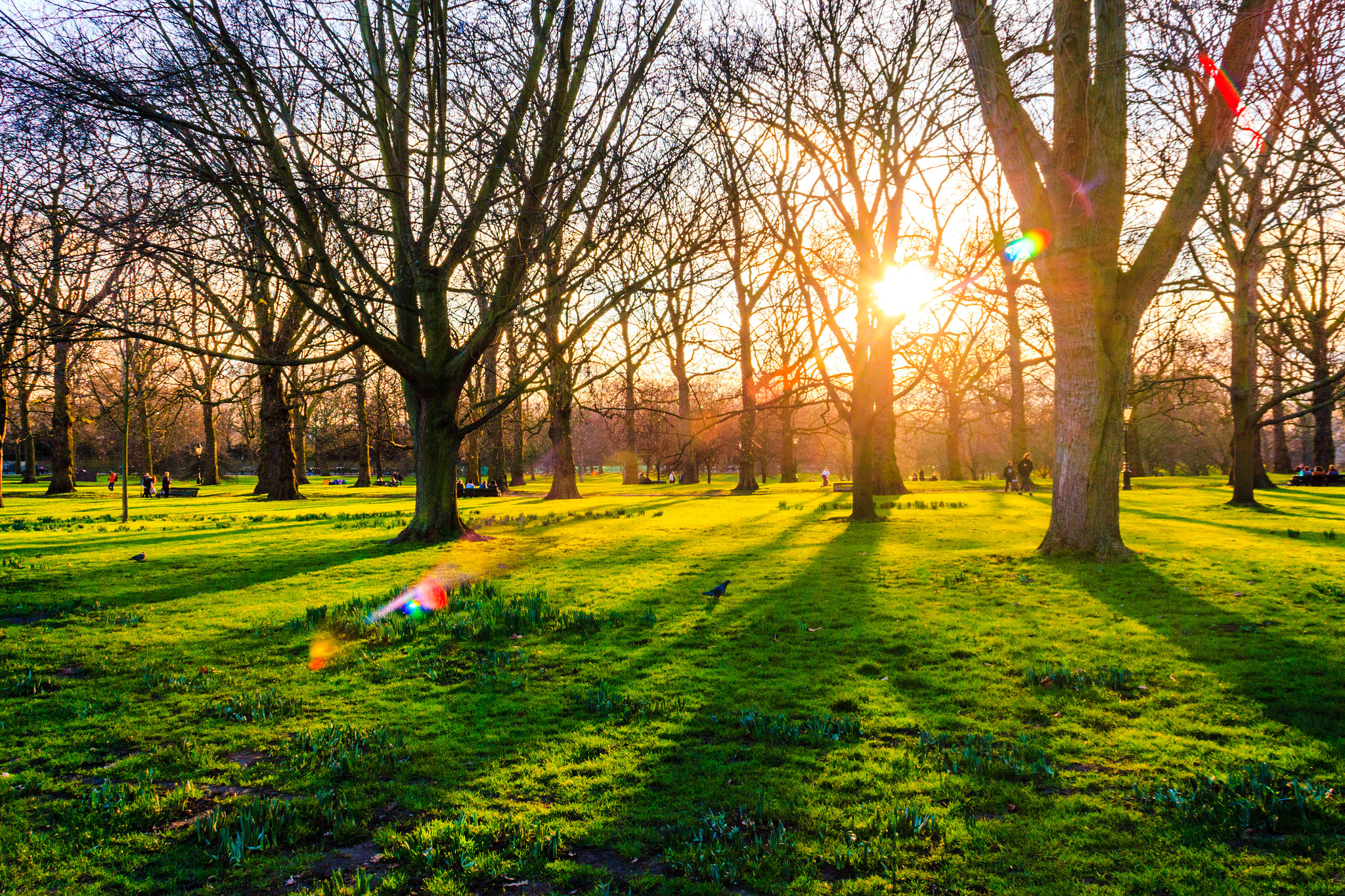 Canon EOS 550D (EOS Rebel T2i / EOS Kiss X4) sample photo. The trees of green park photography
