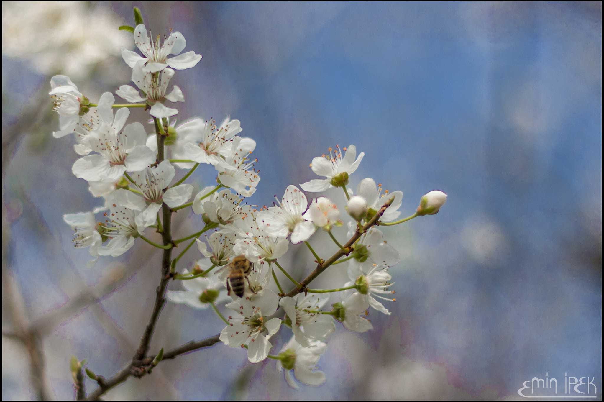 Canon EOS 40D sample photo. Plum blossoms photography