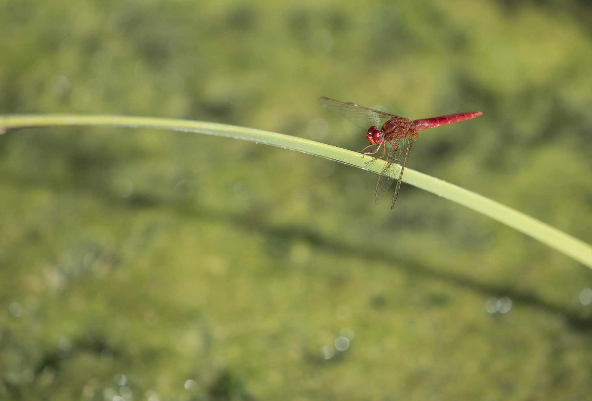 Olympus OM-D E-M5 II + Olympus M.Zuiko Digital ED 40-150mm F2.8 Pro sample photo. Red dragonfly photography