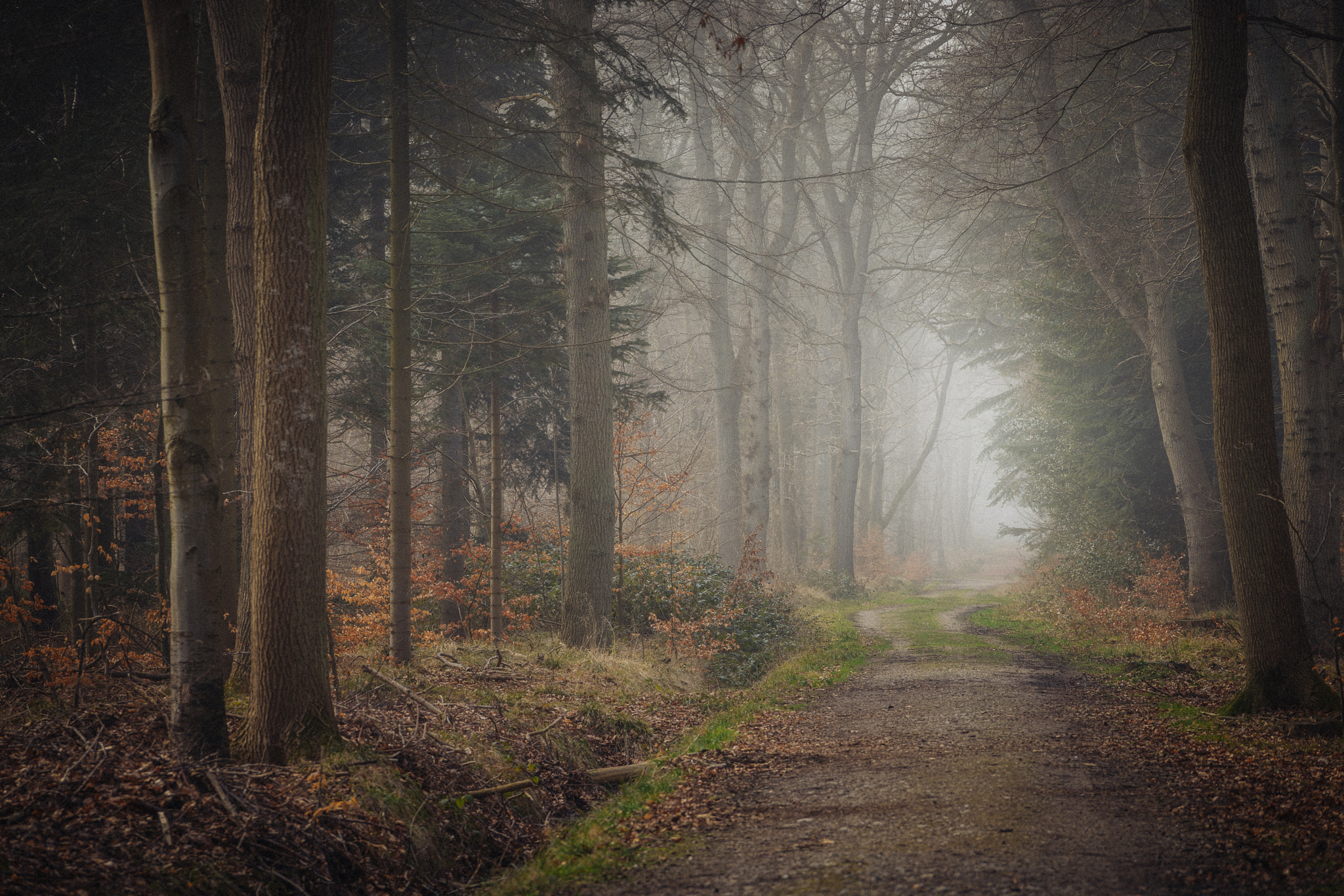 Sony a7 + Sony FE 70-200mm F4 G OSS sample photo. Fog photography