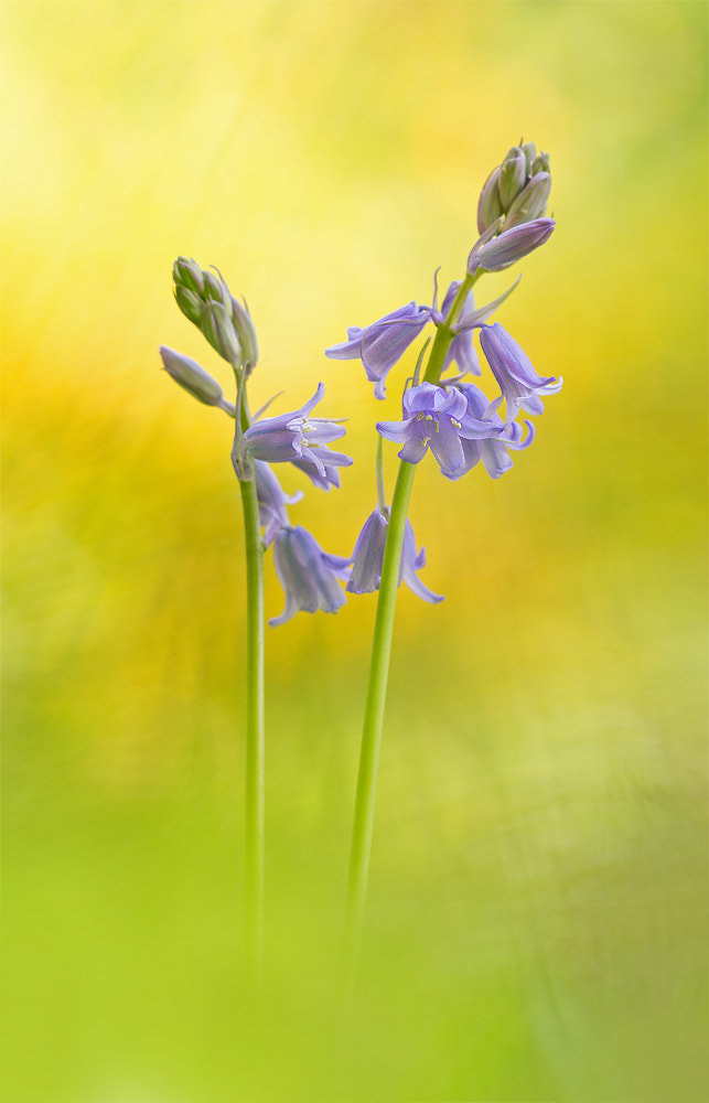 Sigma APO Macro 150mm f/2.8 EX DG HSM sample photo. Hasenglöckchen photography