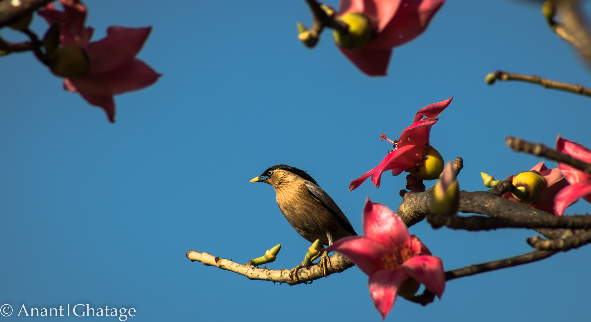 Canon EOS 80D + EF75-300mm f/4-5.6 sample photo. Birding! photography