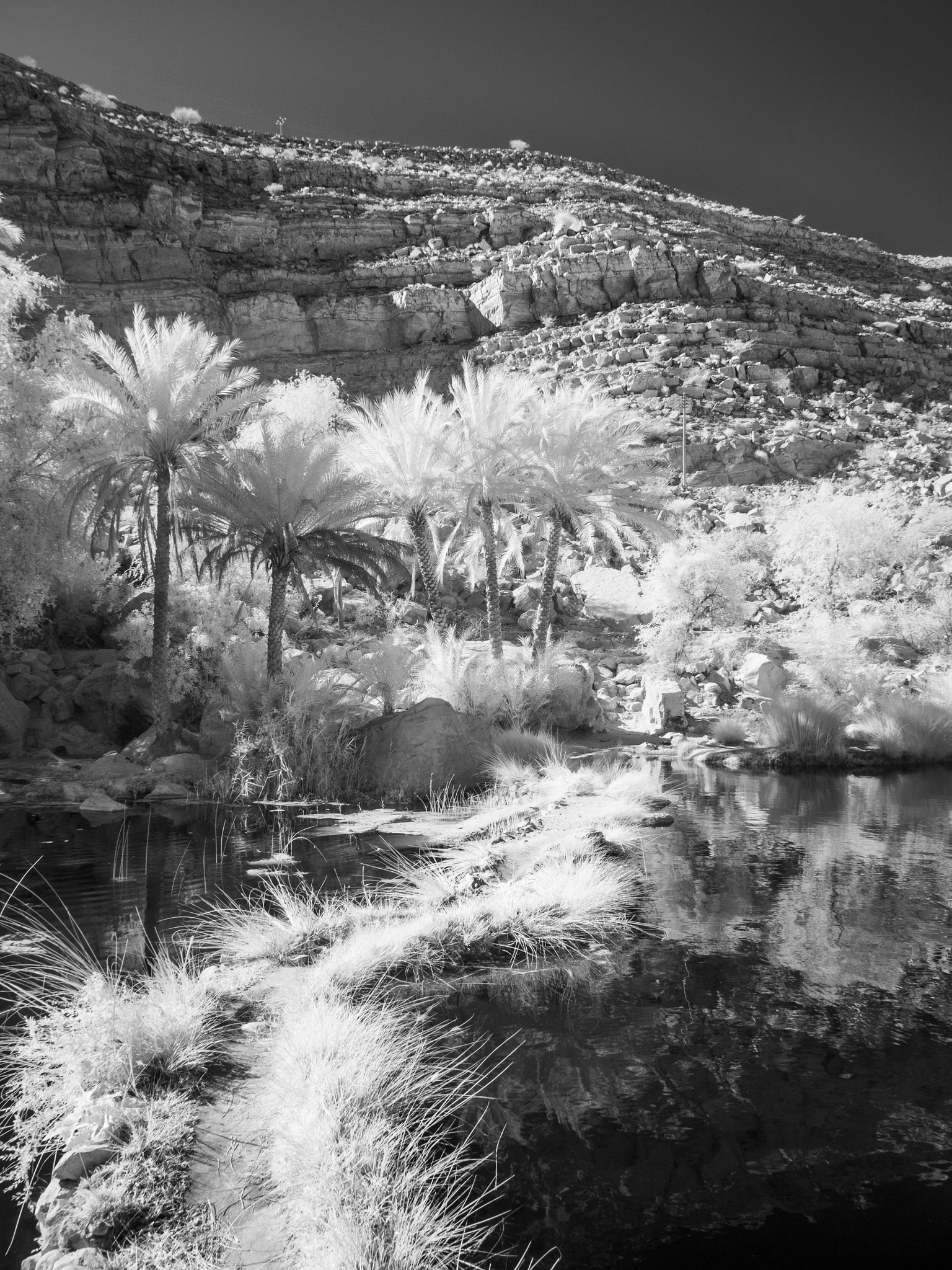 LUMIX G VARIO 12-60/F3.5-5.6 sample photo. Oasis - ir photography