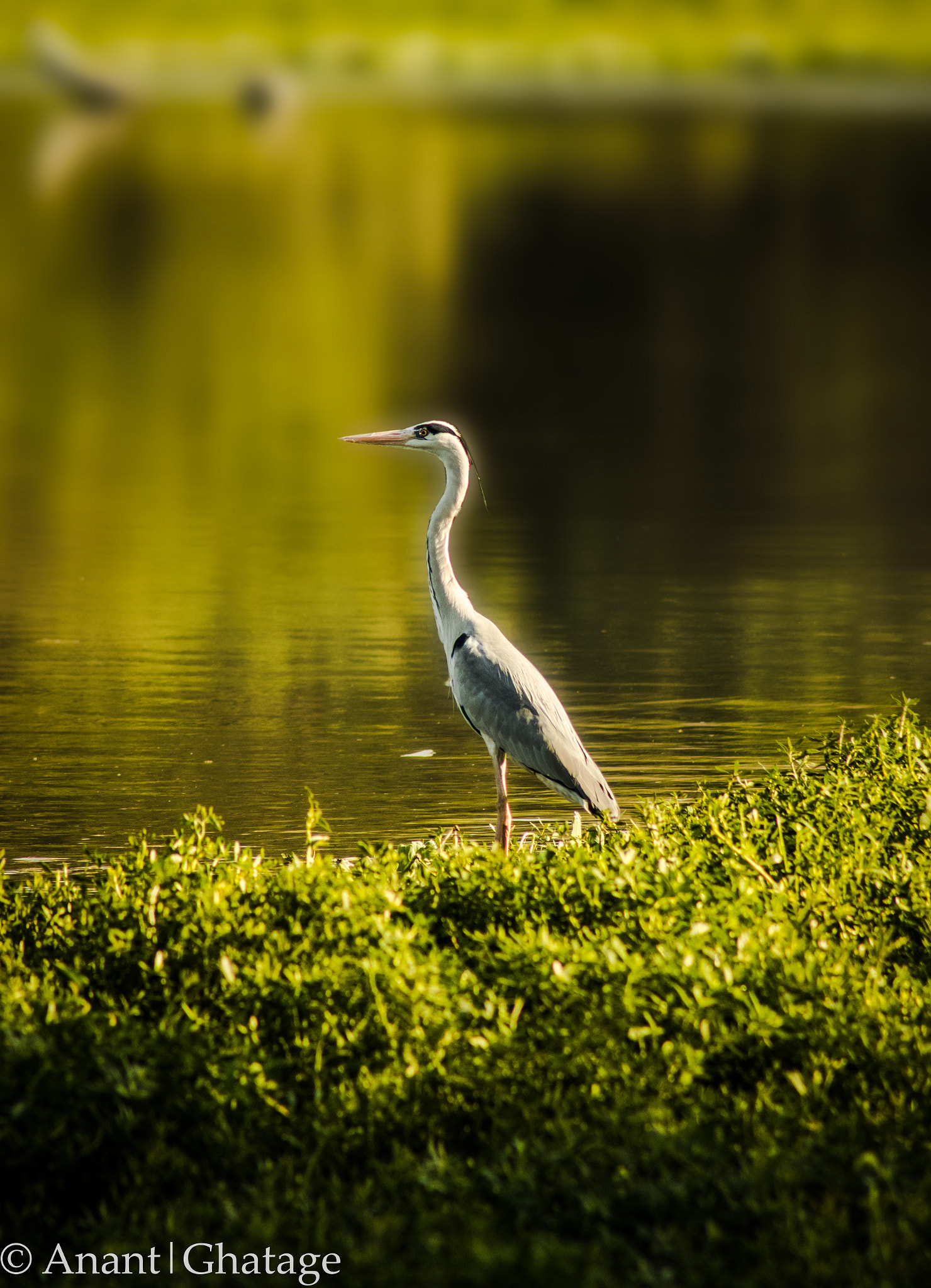 Canon EOS 80D + EF75-300mm f/4-5.6 sample photo. Long neck! photography