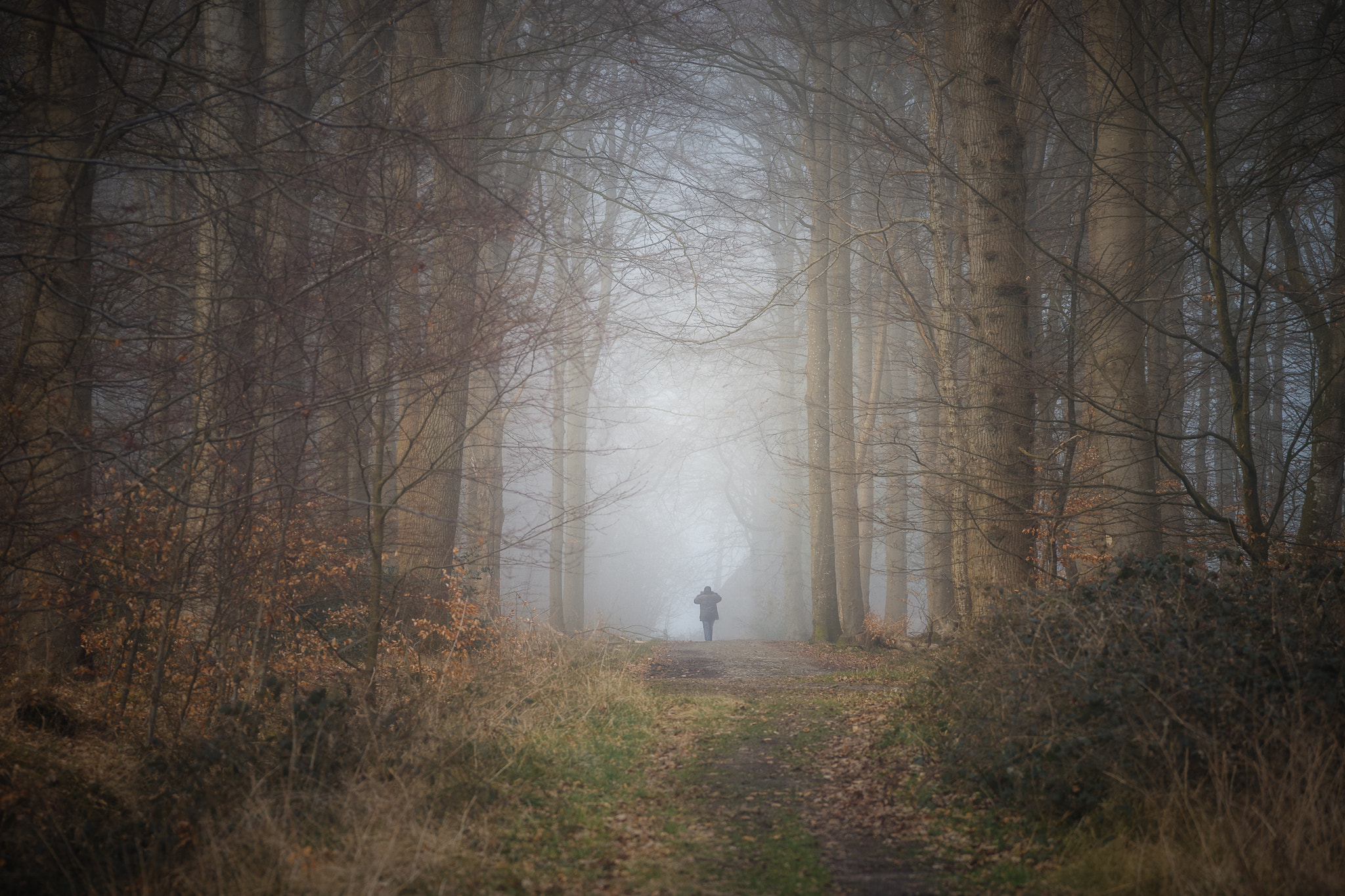 Sony a7 + Sony FE 70-200mm F4 G OSS sample photo. Fog ii photography
