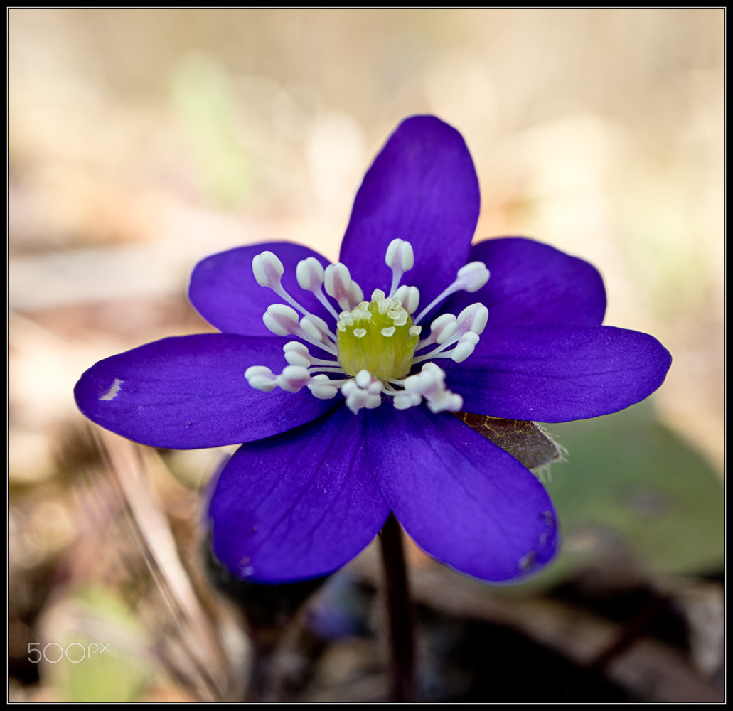 Canon EOS M5 + Canon EF-M 28mm F3.5 Macro IS STM sample photo. Y e s photography