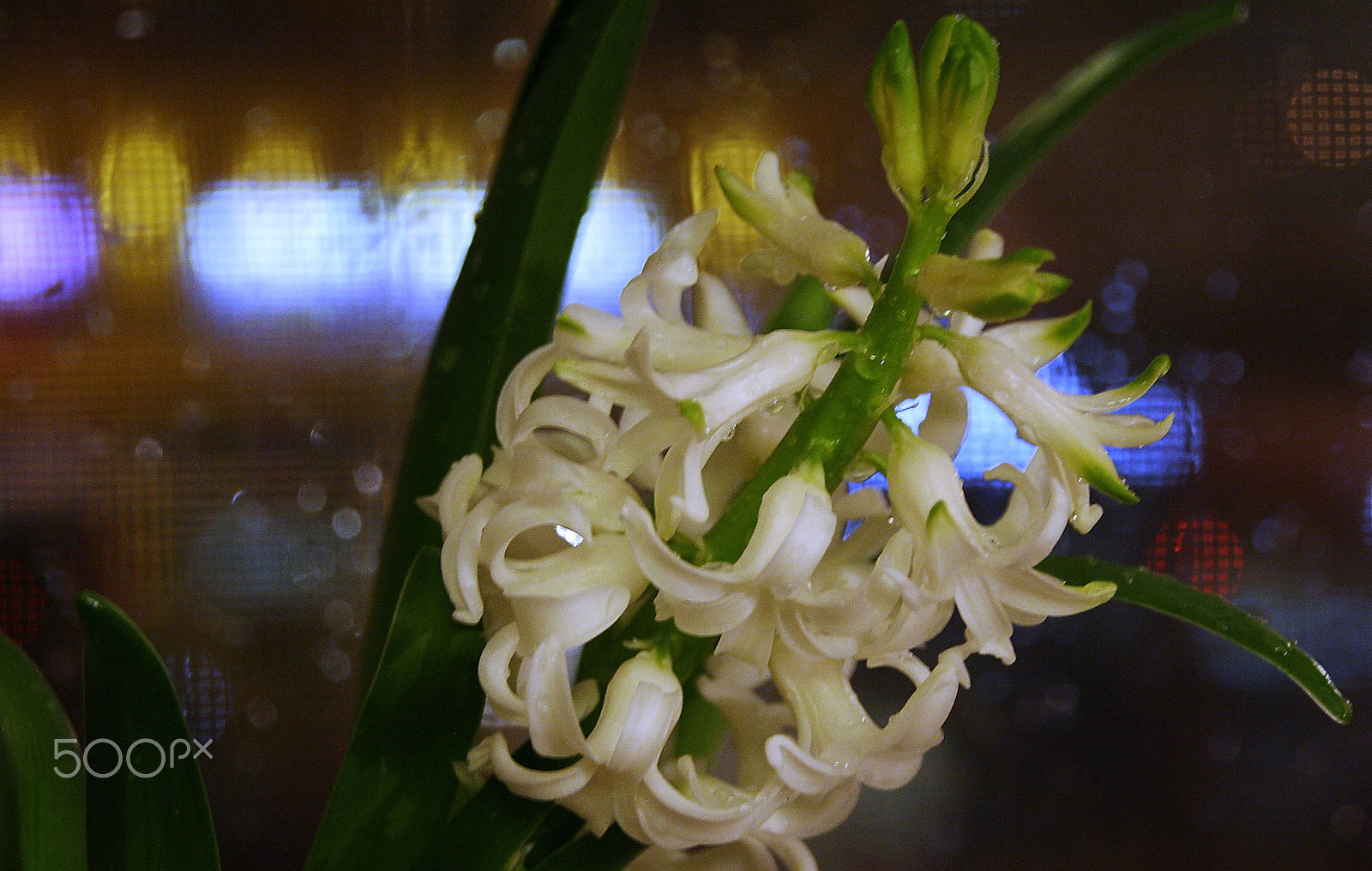 Canon EOS 1000D (EOS Digital Rebel XS / EOS Kiss F) sample photo. White hyacinth photography