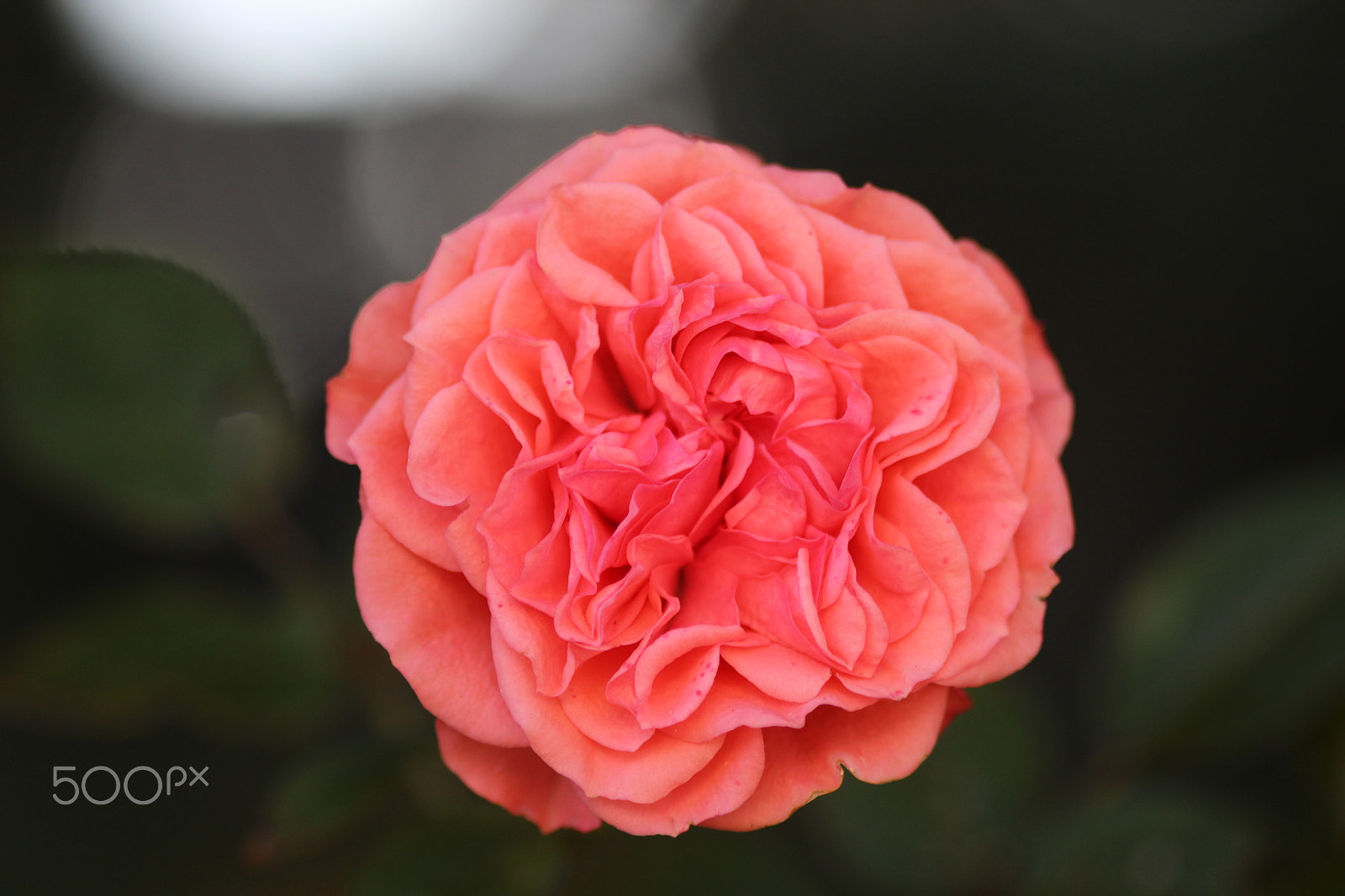 Sigma 105mm F2.8 EX DG Macro sample photo. Rose photography