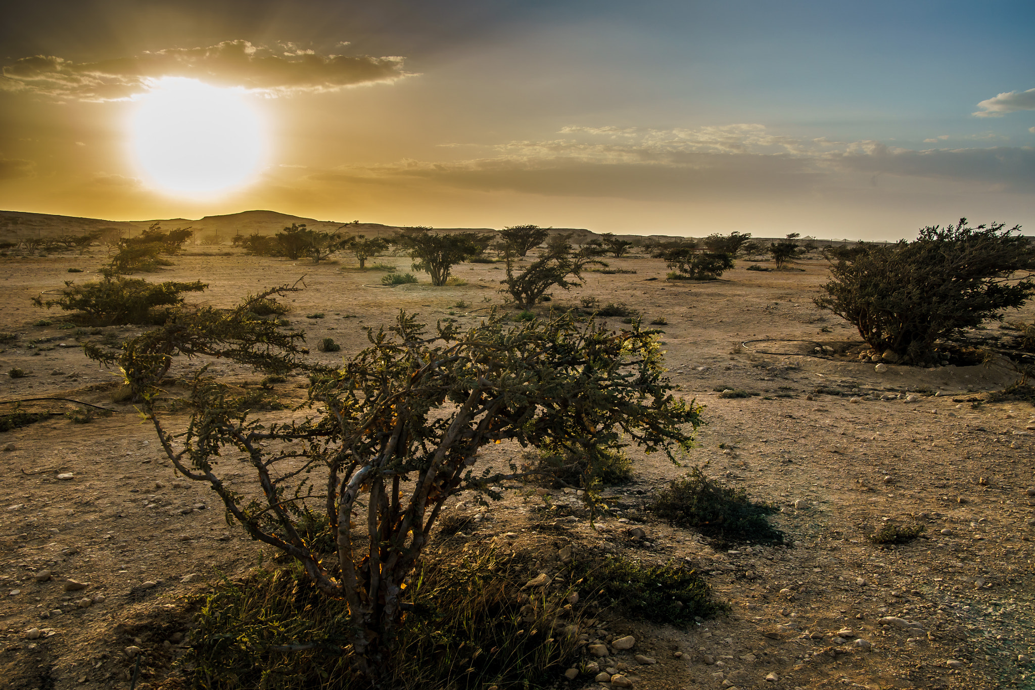 Sony ILCA-77M2 sample photo. Frankincense park at wadi dawkah at sunset photography