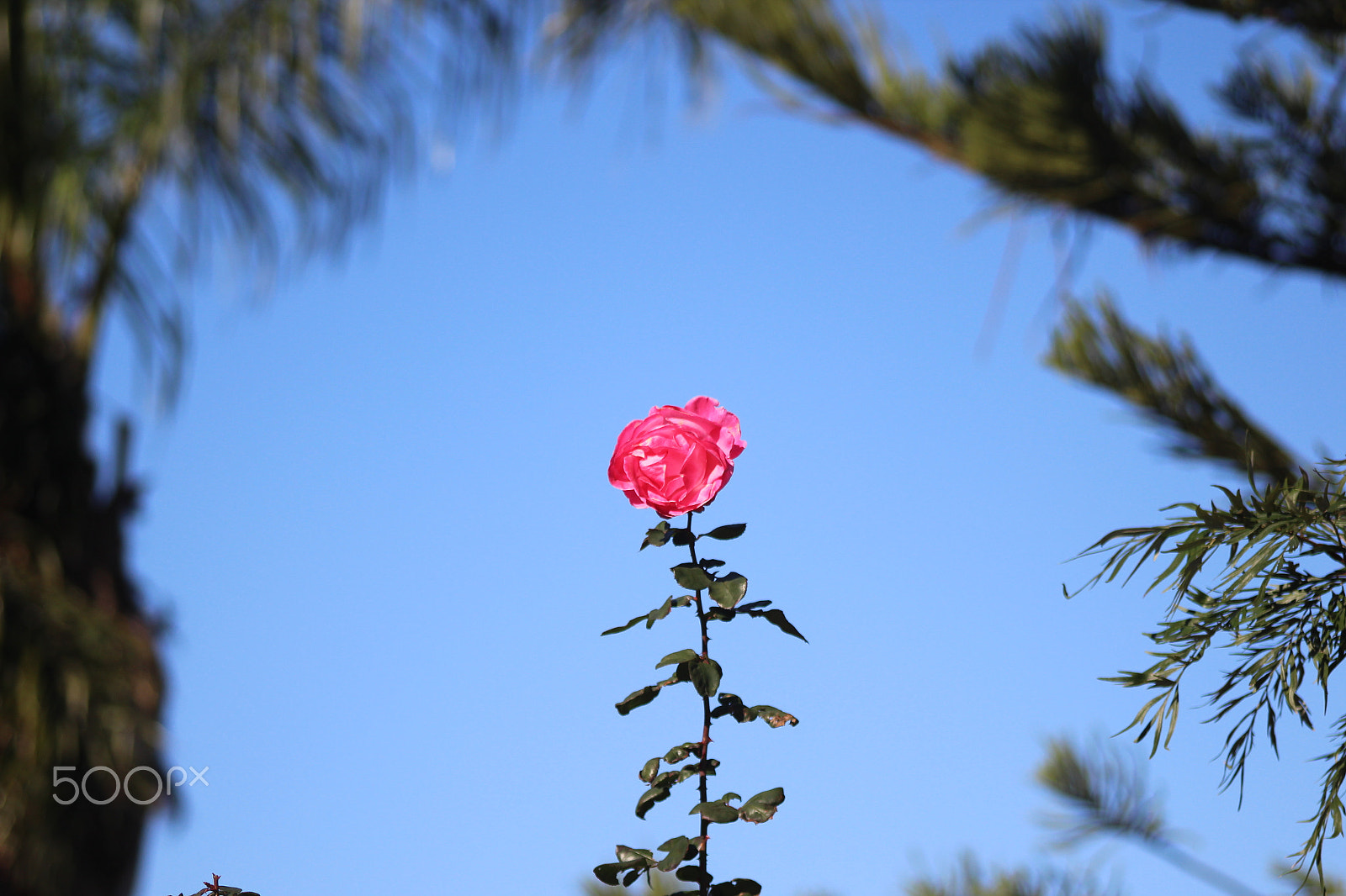 Sigma 105mm F2.8 EX DG Macro sample photo. Rose solo photography