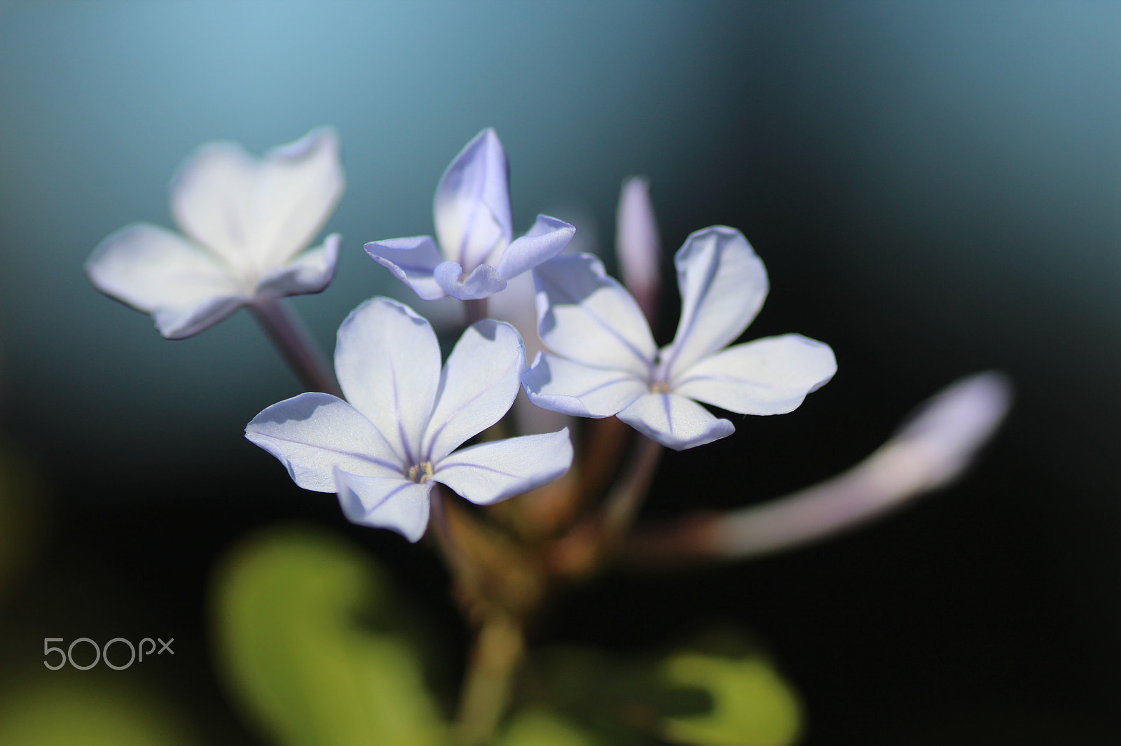 Sigma 105mm F2.8 EX DG Macro sample photo. Gelsomino photography
