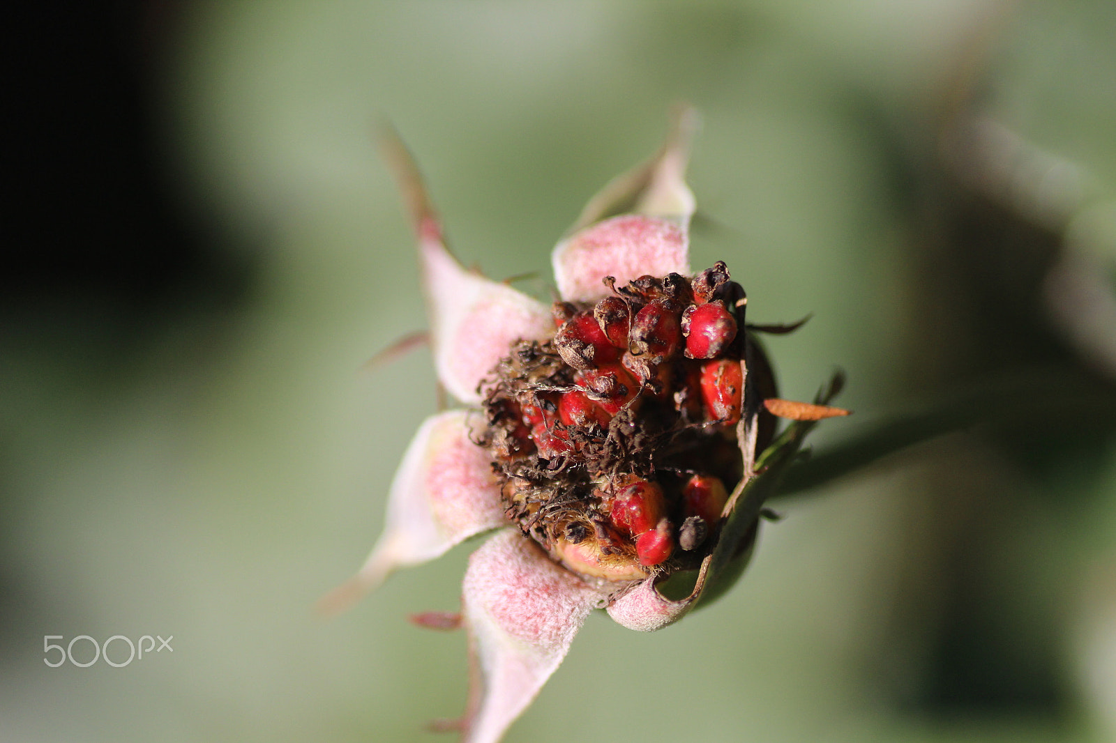 Sigma 105mm F2.8 EX DG Macro sample photo. Rosa photography