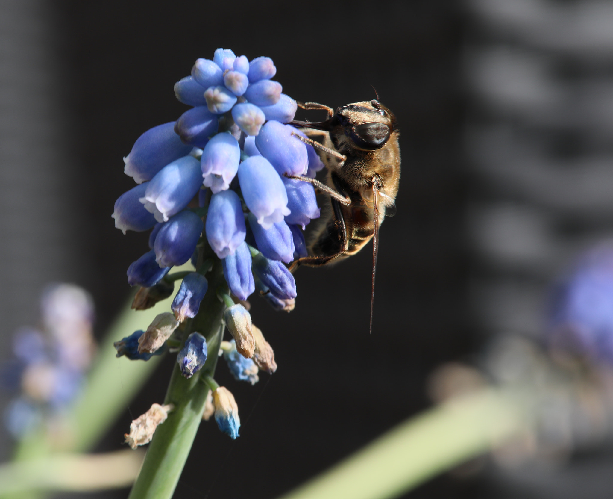 Sigma 105mm F2.8 EX DG OS HSM sample photo. Fleissig photography