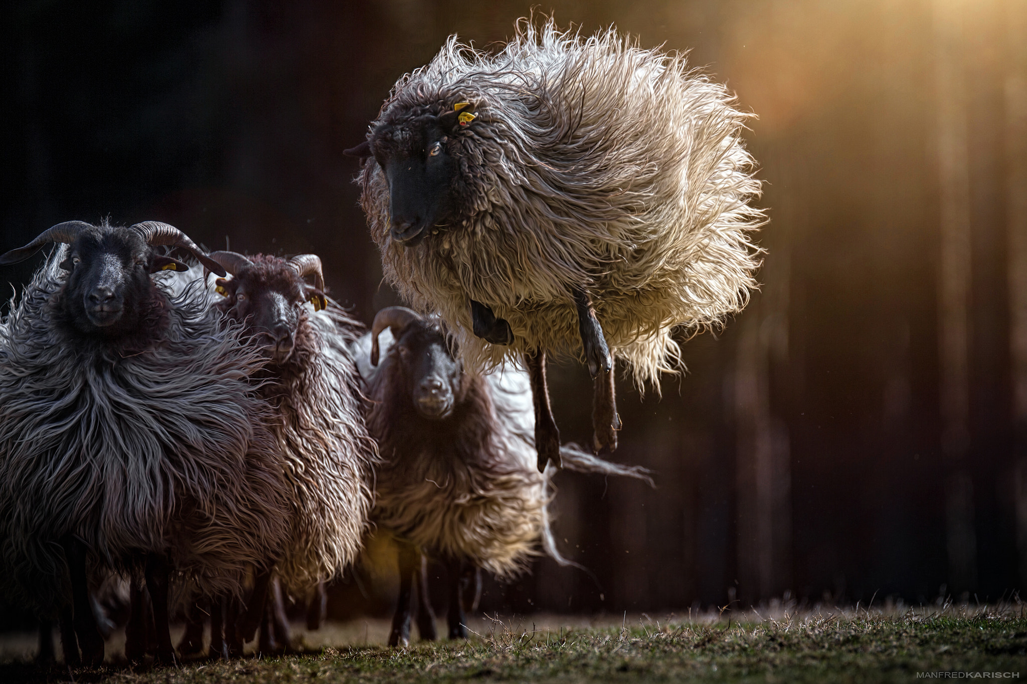 Canon EOS-1D X + Canon EF 200mm F2.8L II USM sample photo. Emotions photography