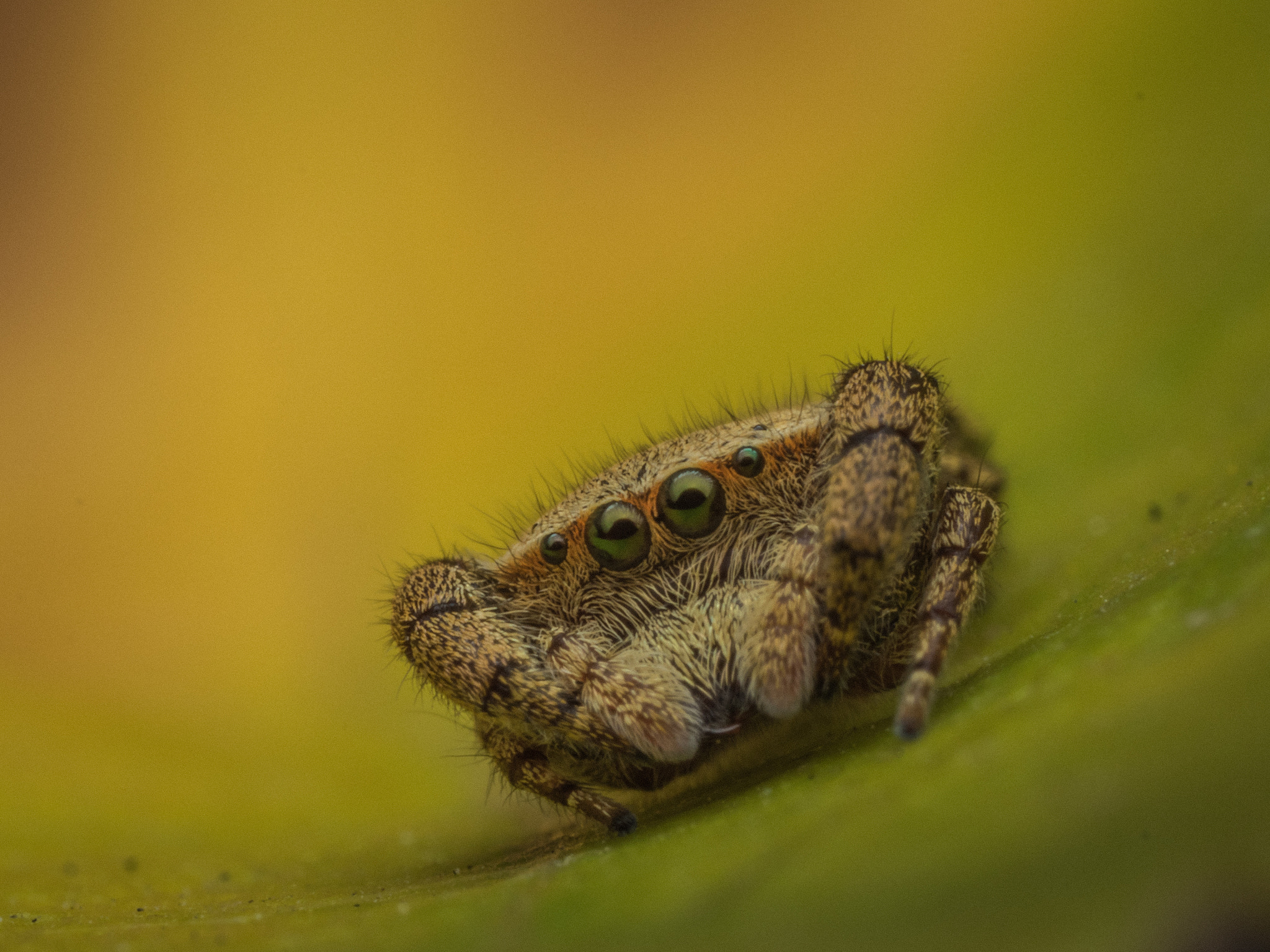 Olympus M.Zuiko Digital ED 60mm F2.8 Macro sample photo. Rhene flavigera photography