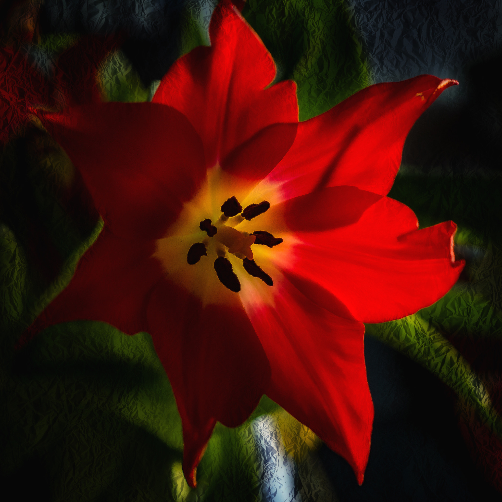 Nikon AF-S DX Micro Nikkor 40mm F2.8 sample photo. Red intense tulip photography