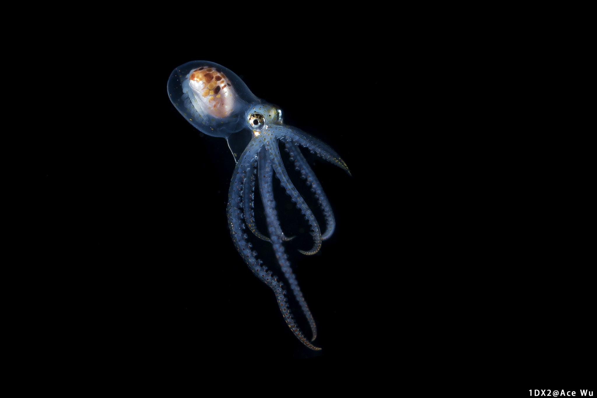 Canon EF 100mm F2.8L Macro IS USM sample photo. Blackwater adventure photography