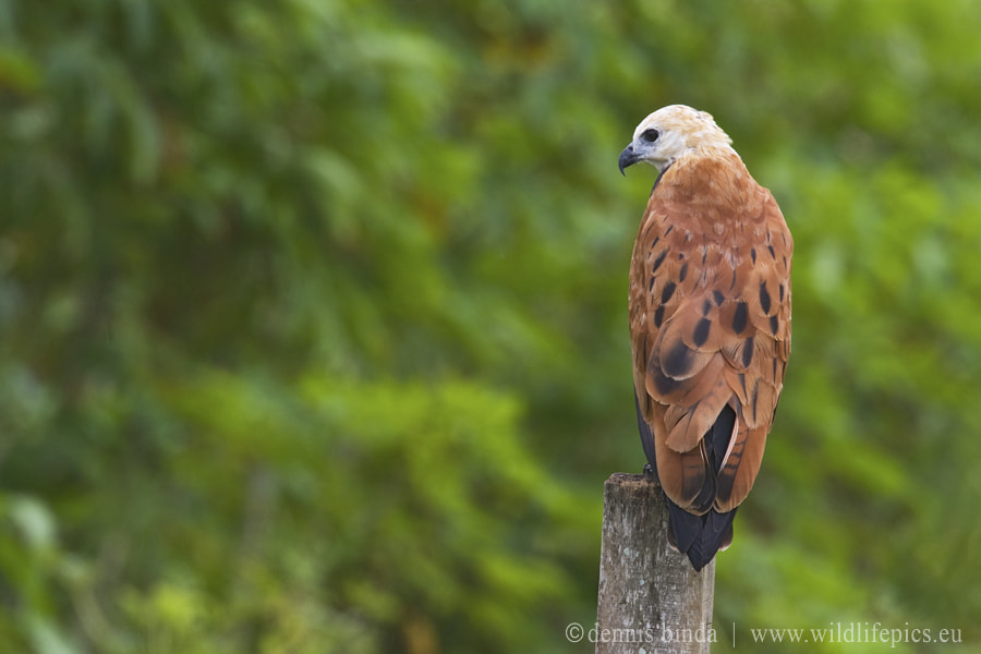Canon EOS-1D Mark III + Canon EF 500mm F4L IS USM sample photo. Black-collared hawk photography