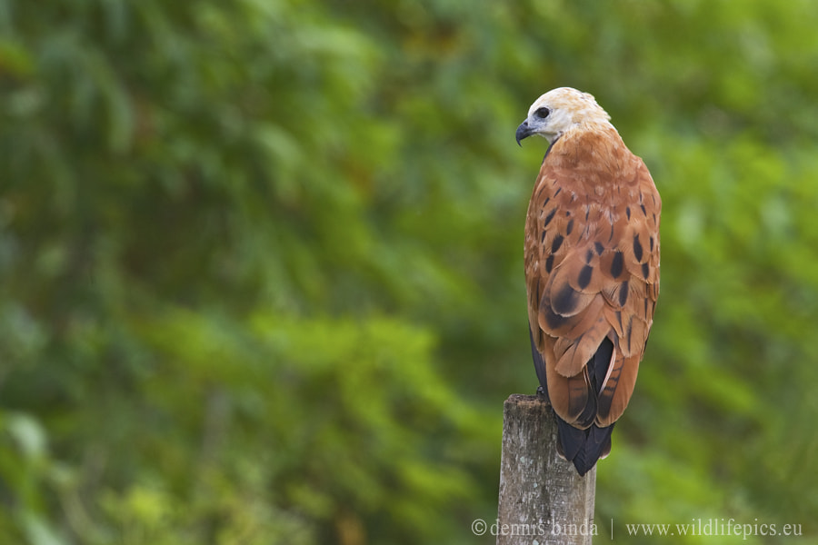 Canon EF 500mm F4L IS USM sample photo. Black-collared hawk photography