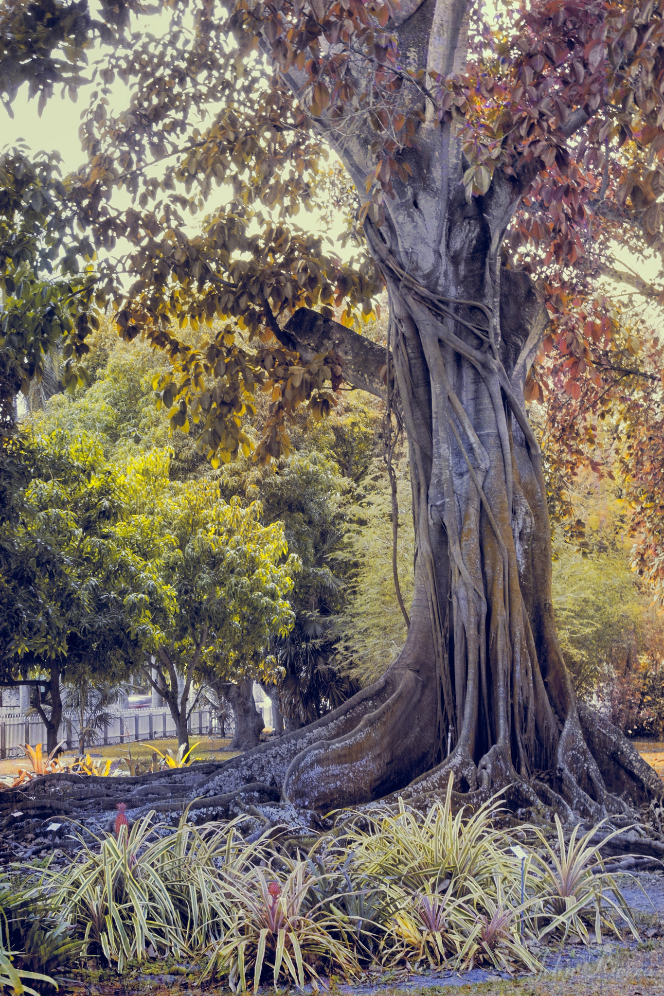 Canon EOS 550D (EOS Rebel T2i / EOS Kiss X4) sample photo. The old banyan tree photography