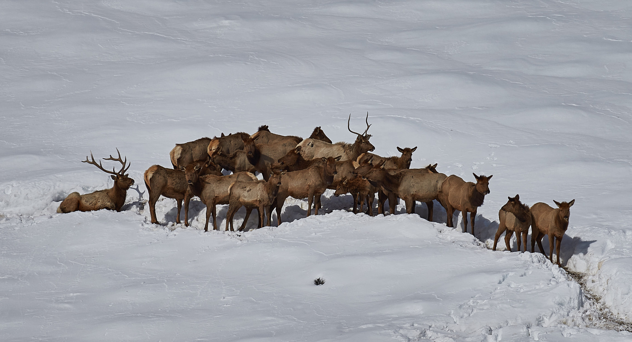 Canon EOS-1D X sample photo. Elk in snow photography