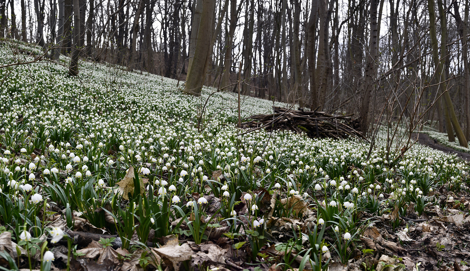 Nikon D810 sample photo. Just spring time photography