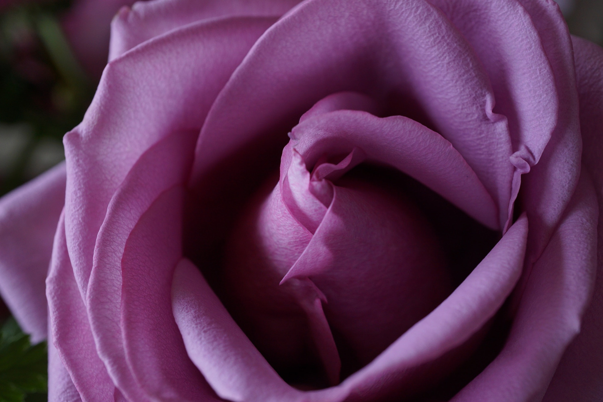 Sony E 30mm F3.5 sample photo. Rose macro photography