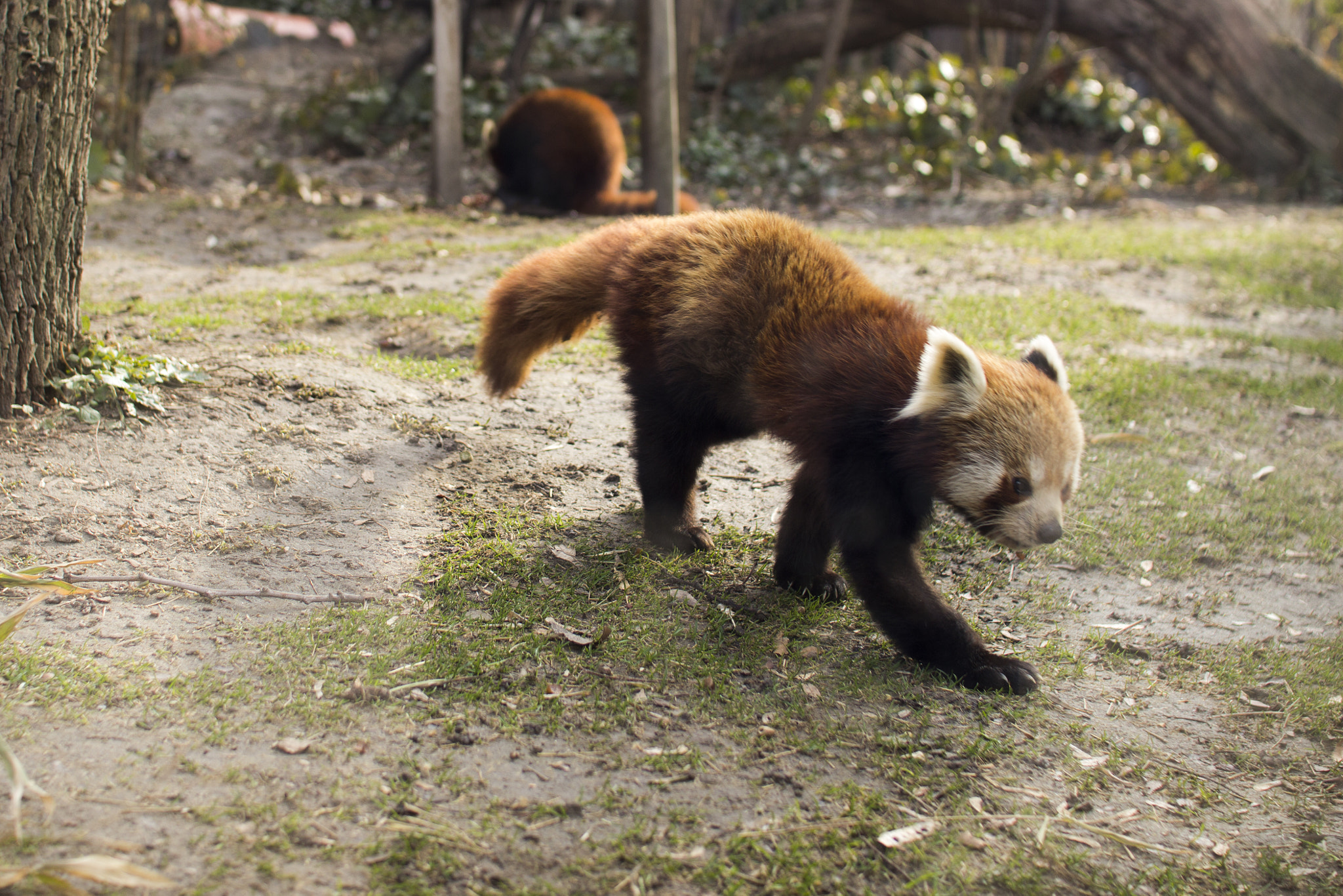 Canon EOS 600D (Rebel EOS T3i / EOS Kiss X5) + Sigma 30mm F1.4 EX DC HSM sample photo. Red panda photography