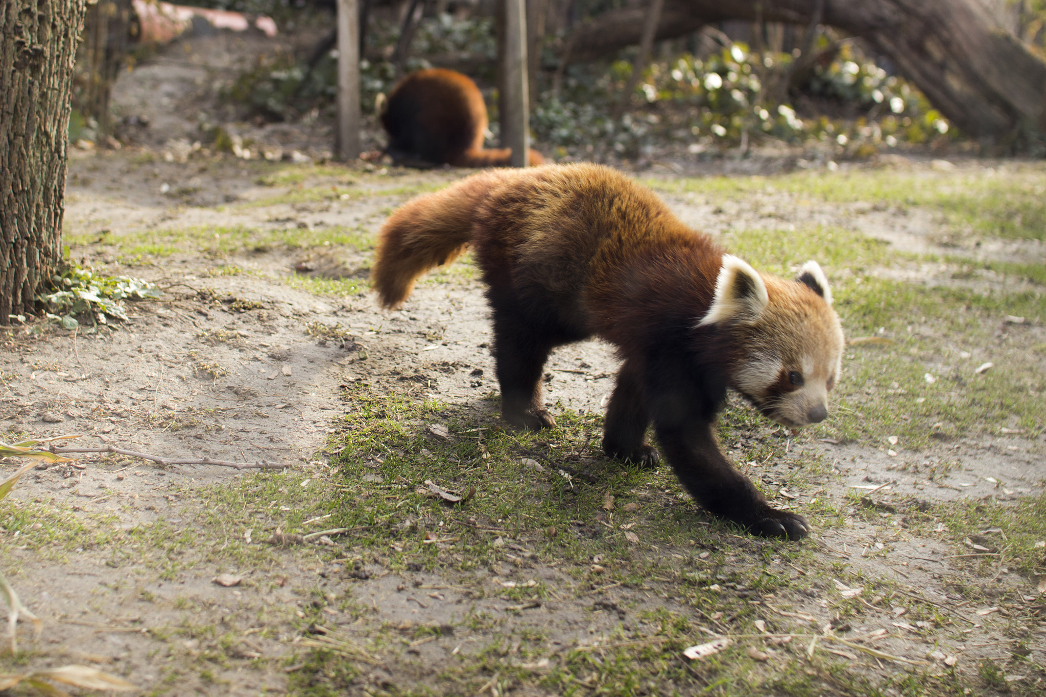 Sigma 30mm F1.4 EX DC HSM sample photo. Red panda photography