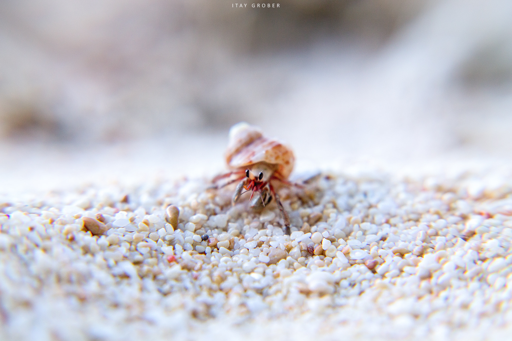 Canon EF-S 17-55mm F2.8 IS USM sample photo. Mr. crab photography