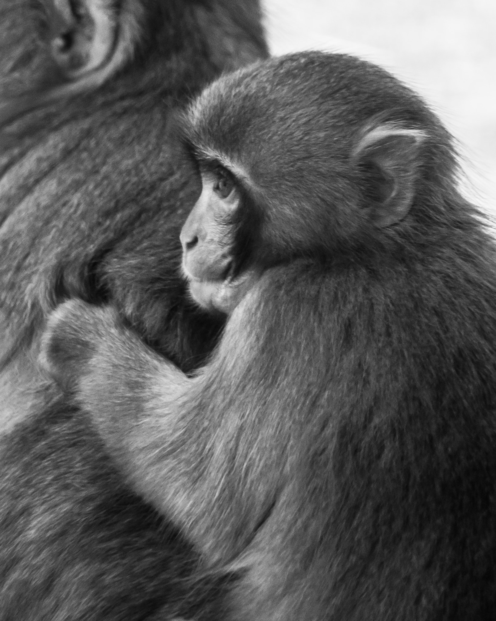 Sony a7R + Sony FE 24-240mm F3.5-6.3 OSS sample photo. Baby monkey photography