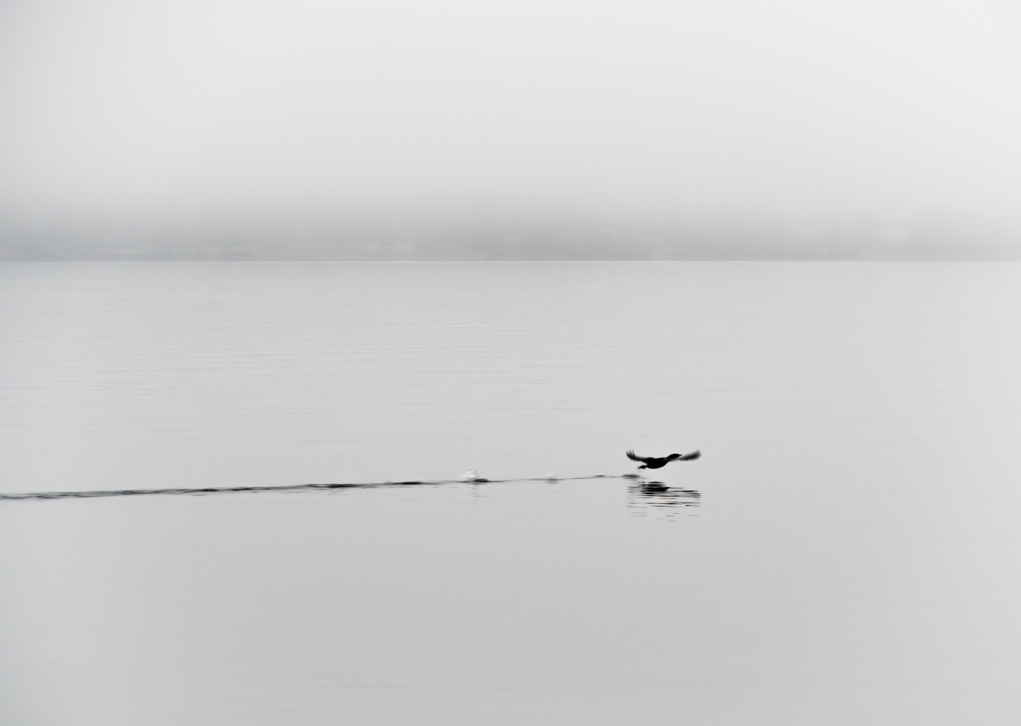 Olympus OM-D E-M5 II + Panasonic Lumix G X Vario 35-100mm F2.8 OIS sample photo. Cormorant liftoff in the fog photography